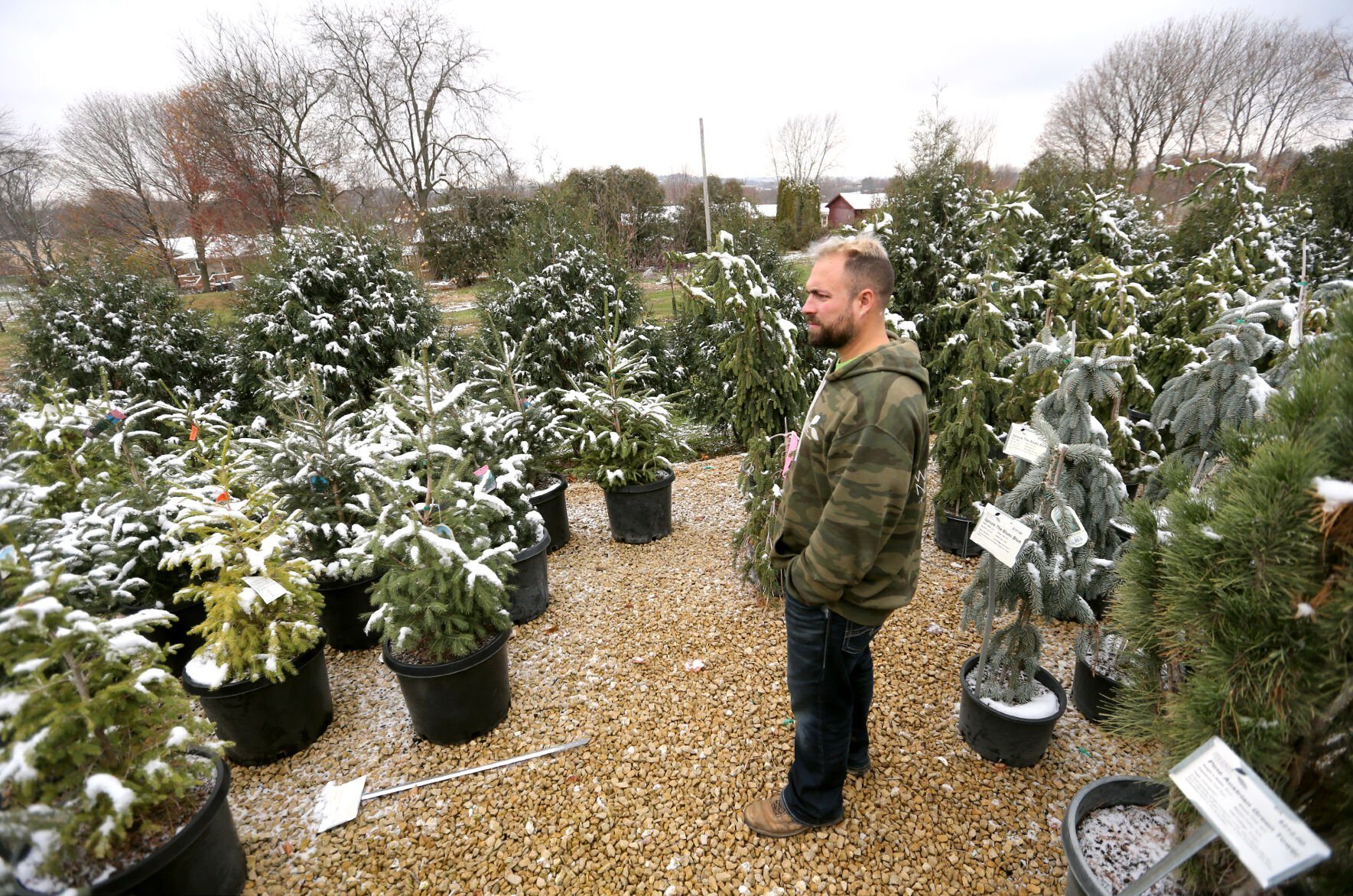 Doug Wagner Jr., a fourth-generation owner, shows off a variety of trees at Wagner Nursery in Asbury, Iowa. He says Christmas trees are another way to bring in revenue for the business.    PHOTO CREDIT: JESSICA REILLY, Telegraph Herald