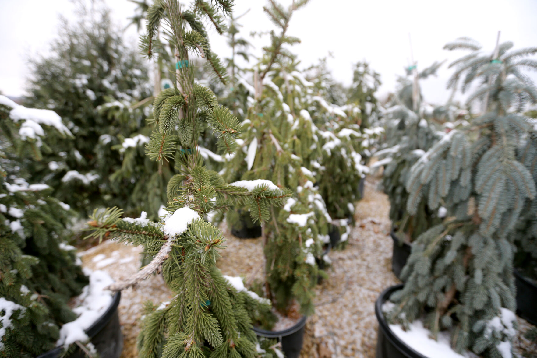 A variety of trees at Wagner Nursery in Asbury, Iowa.    PHOTO CREDIT: JESSICA REILLY