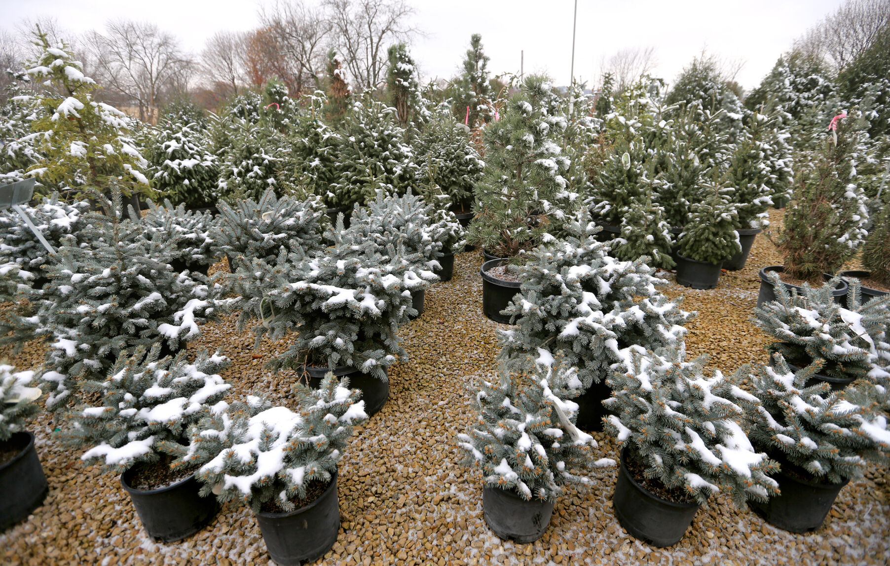 A variety of trees at Wagner Nursery in Asbury, Iowa, on Thursday, Nov. 17, 2022.    PHOTO CREDIT: JESSICA REILLY