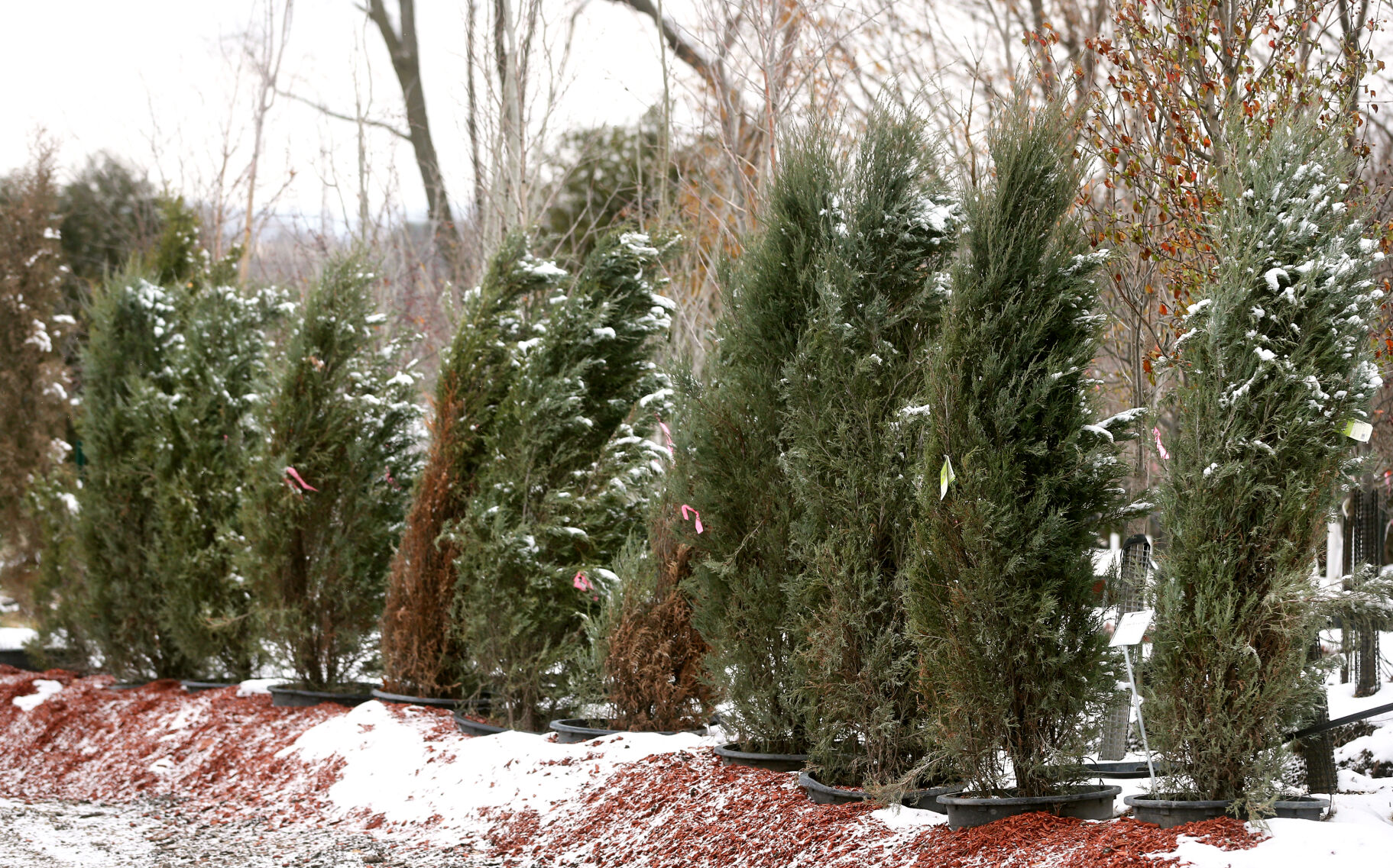 Wagner Nursery in Asbury, Iowa, has a variety of trees available.    PHOTO CREDIT: JESSICA REILLY, Telegraph Herald