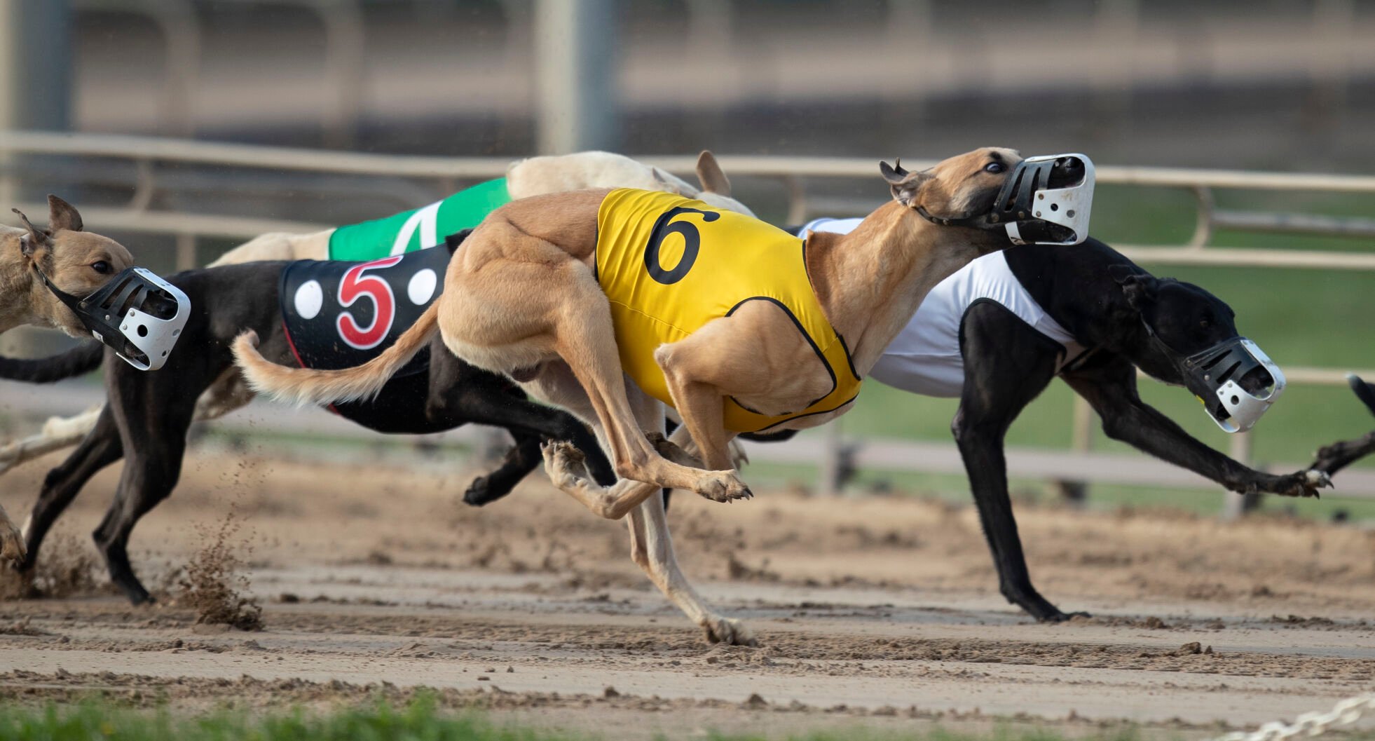 Greyhounds race at Iowa Greyhound Park in Dubuque on Thursday, April 28, 2022.    PHOTO CREDIT: Stephen Gassman