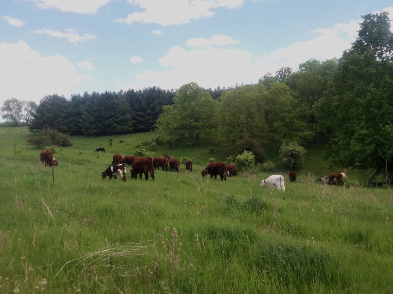A herd of shorthorn cattle grazing in the pasture during the summer at Oak Hollow Farm in rural Platteville.    PHOTO CREDIT: Kerwin Kilian