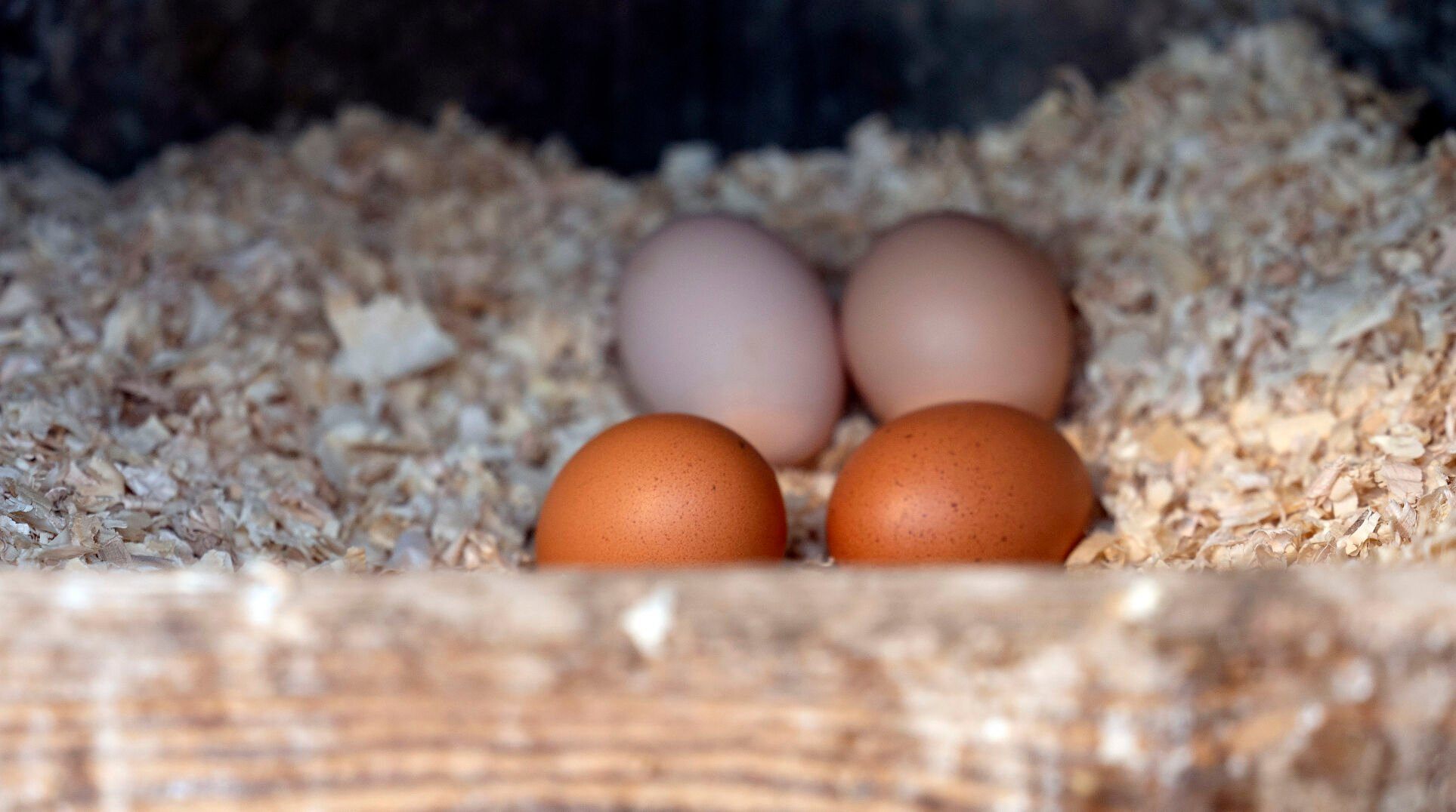 Eggs await collection at Oak Hollow Farm in rural Platteville, Wis., on Friday, Feb. 17, 2023.    PHOTO CREDIT: Stephen Gassman
Telegraph Herald