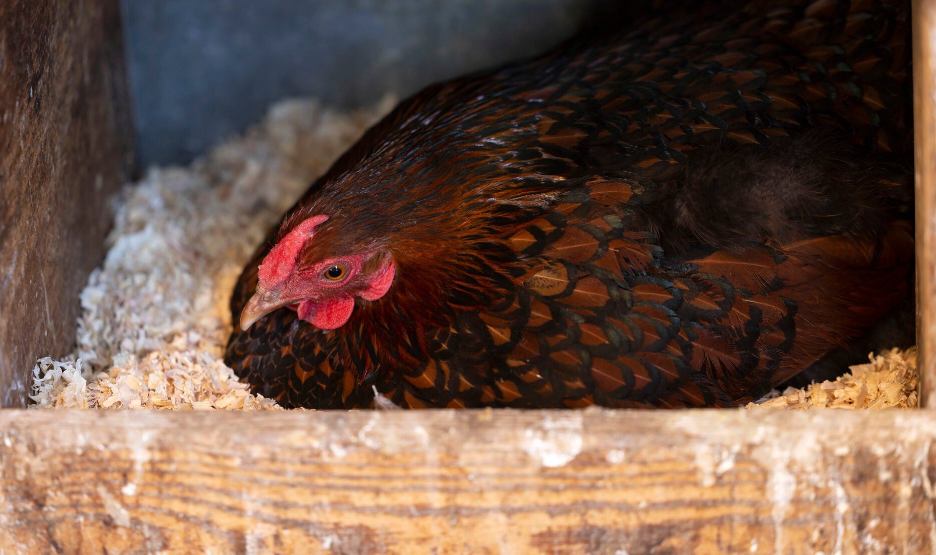 A chicken sits on her eggs at Oak Hollow Farm in rural Platteville, Wis., on Friday, Feb. 17, 2023.    PHOTO CREDIT: Stephen Gassman
Telegraph Herald