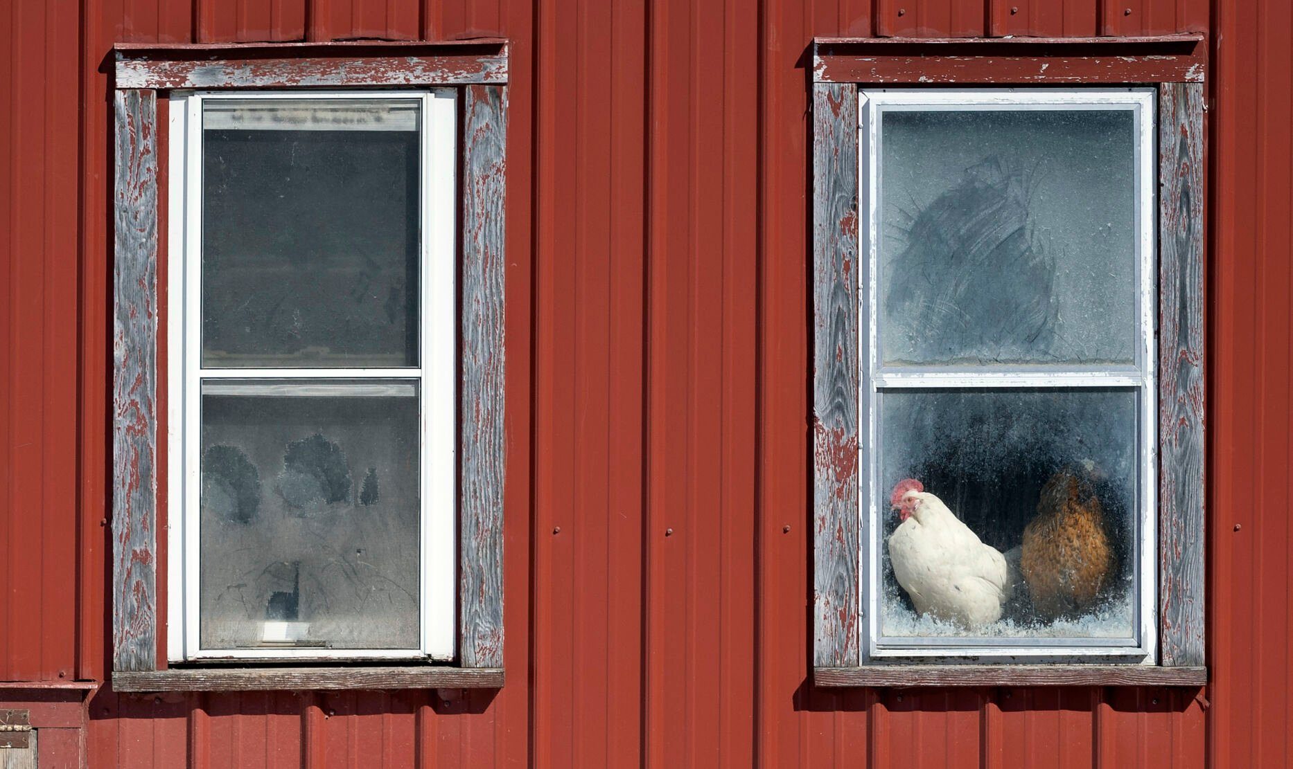 Chickens sit in a barn window at Oak Hollow Farm.    PHOTO CREDIT: Stephen Gassman
Telegraph Herald
