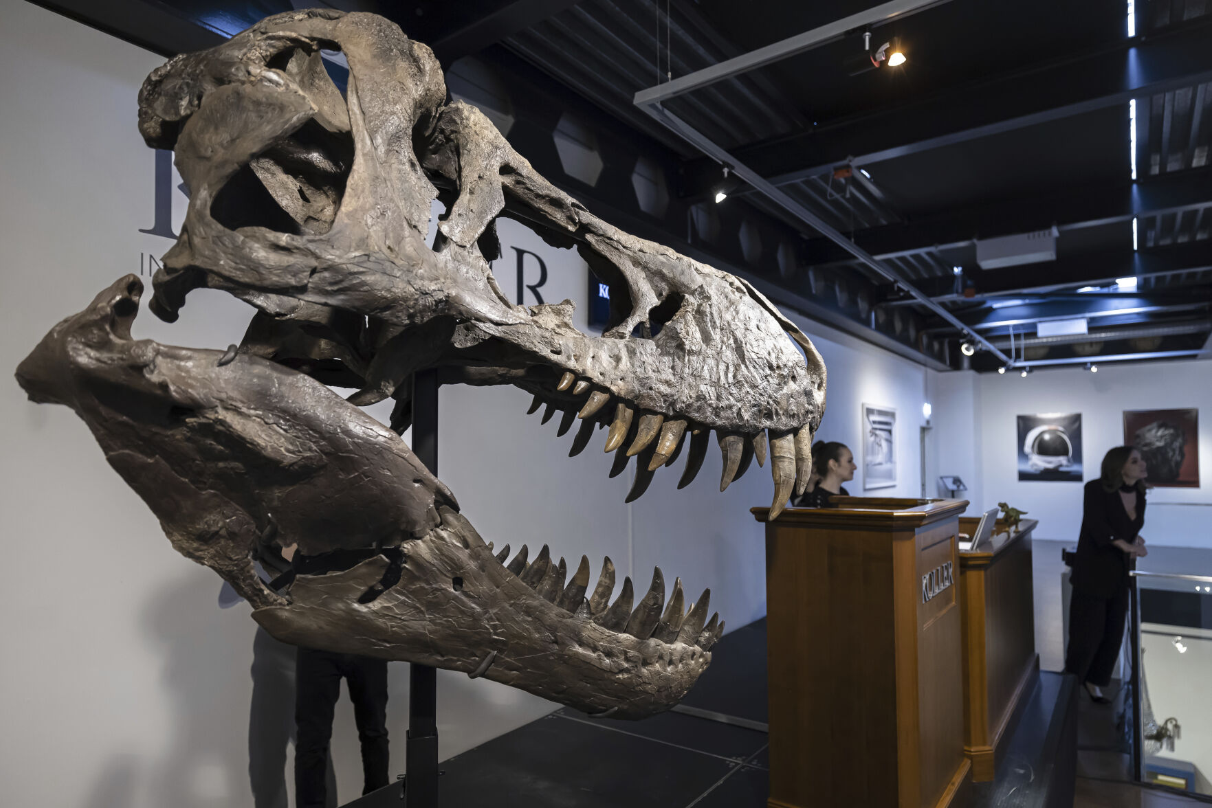 <p>The head of the skeleton of a Tyrannosaurus rex named Trinity, is seen during an auction in Zurich, Switzerland on Tuesday, April 18, 2023. The 293 T. rex bones were assembled into a growling posture that measures 11.6 meters long (38 feet long) and 3.9 meters high (12.8 feet high. The skeleton is expected to fetch 5 million to 8 million Swiss francs ($5.6-$8.9 million). (Michael Buholzer/Keystone via AP)</p>   PHOTO CREDIT: Michael Buholzer - foreign subscriber, Keystone