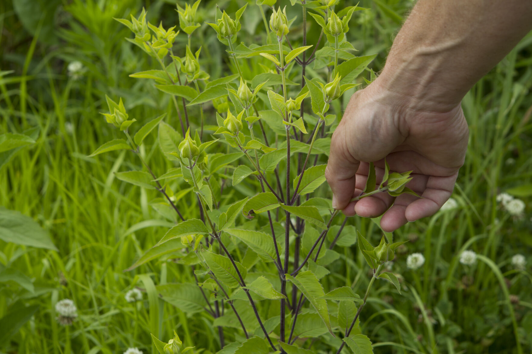 Steve Barg, executive director of Jo Daviess Conservation Foundation, picks a bergamot plant at Gateway Park a 100-acre park and trail on the outskirts of Galena, Ill.    PHOTO CREDIT: File photo