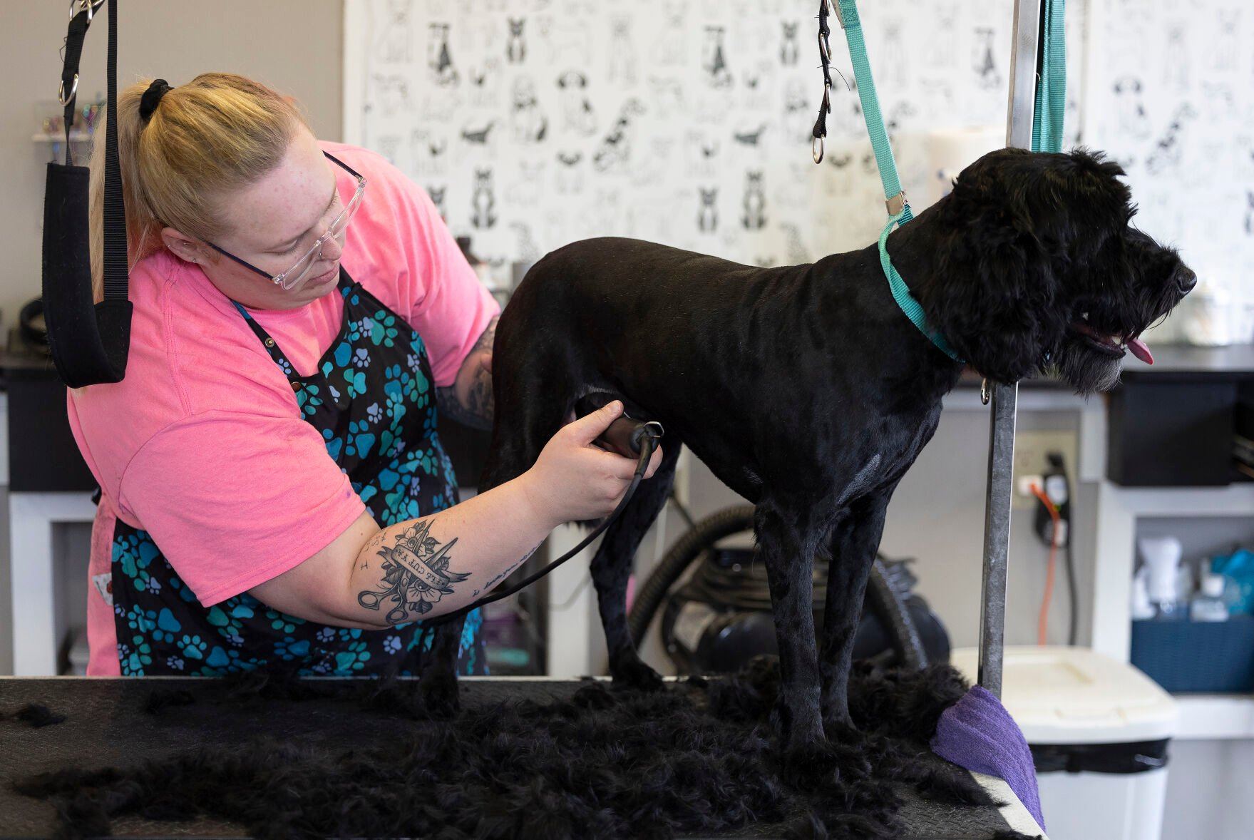 Owner Natalie Hazewinkel grooms dog Angus at Club Pawsh Grooming in Dubuque on Friday, May 5, 2023.    PHOTO CREDIT: Stephen Gassman