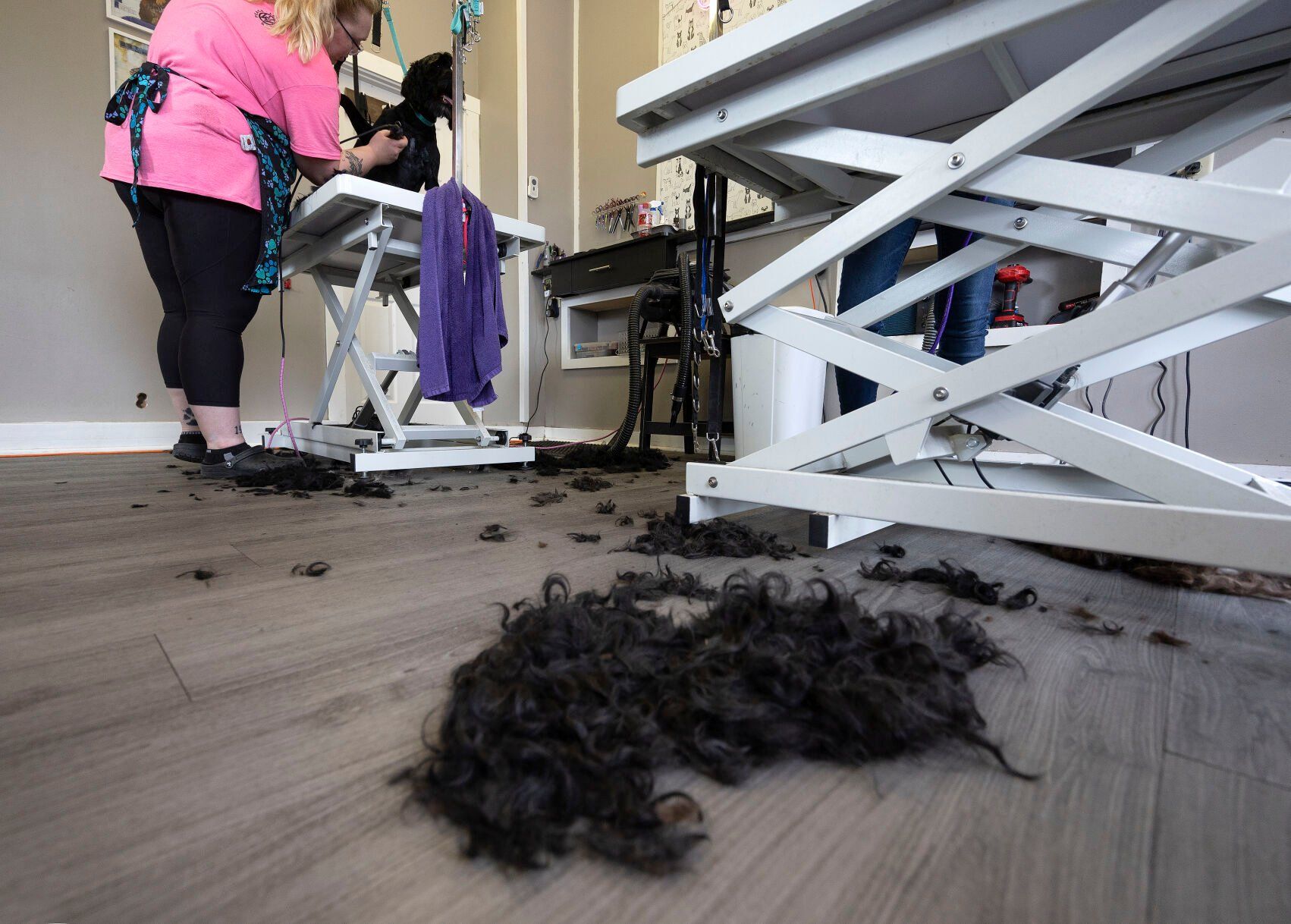 Dog hair piles up on the floor as owner Natalie Hazewinkel grooms dog Angus at Club Pawsh Grooming in Dubuque on FGriday, May 5, 2023.    PHOTO CREDIT: Gassman