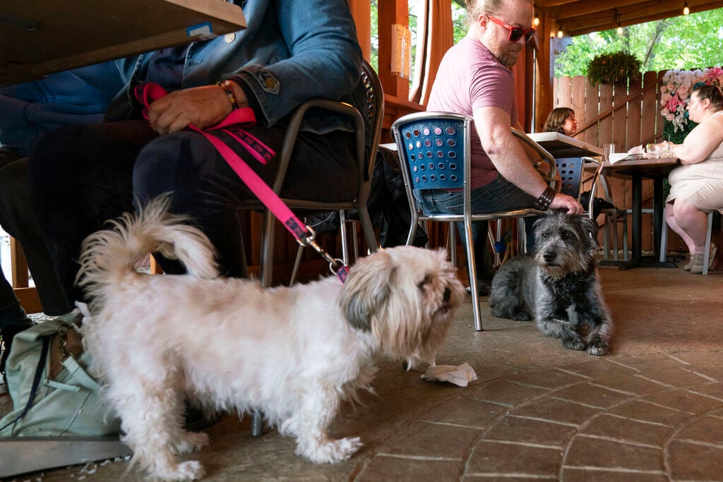 Monty Hobbs , right, and his dog Mattox sit next to another pet dog on the patio at the Olive Lounge in Takoma Park, Md. Just in time for the summer dining season, the U.S. government has given its blessing to restaurants that want to allow pet dogs in their outdoor spaces.     PHOTO CREDIT: Jose Luis Magana