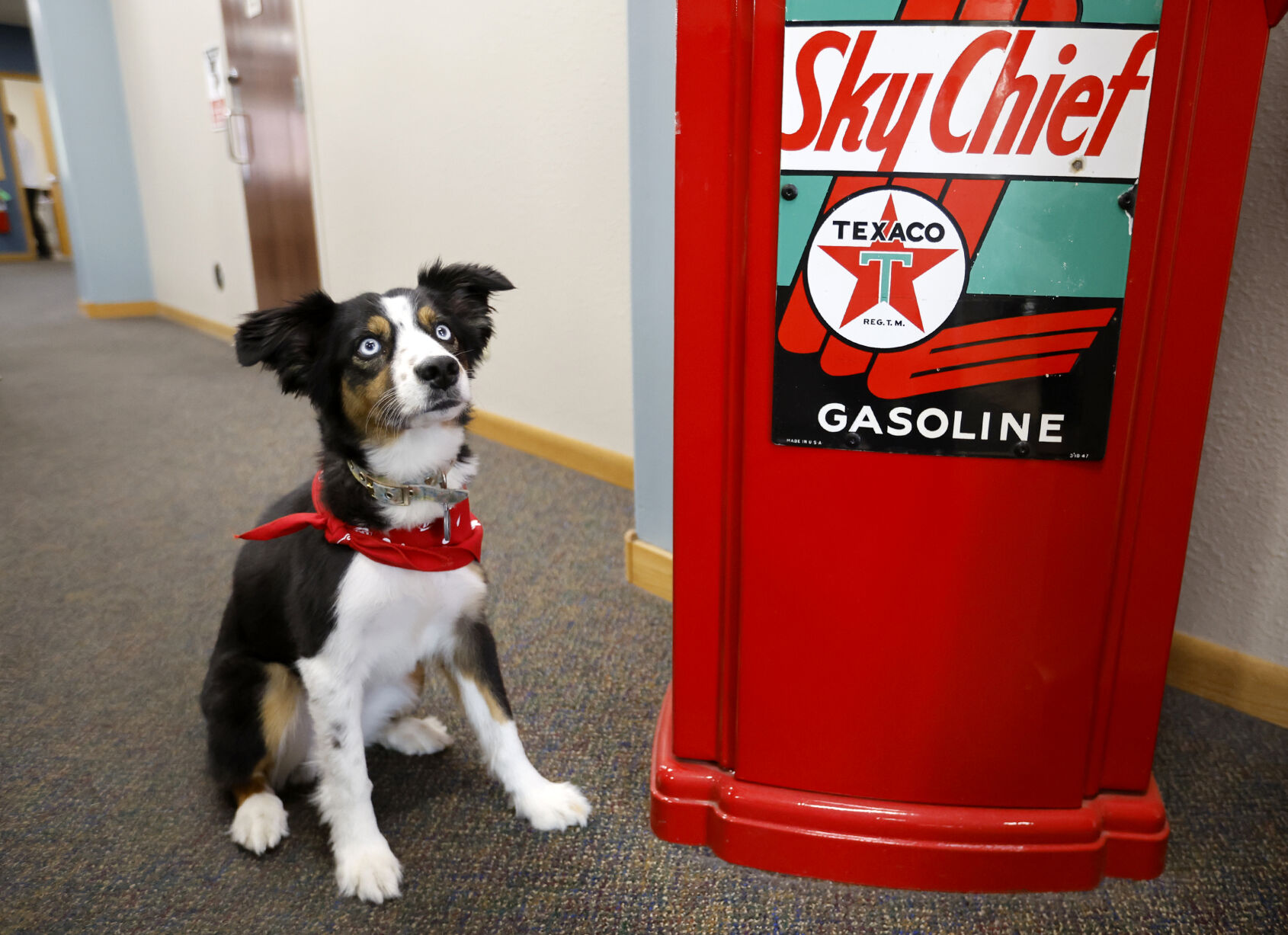 Lola, the office dog, sits at Rainbo Oil Co. in Dubuque on Tuesday, May 16, 2023.    PHOTO CREDIT: JESSICA REILLY
Telegraph Herald
