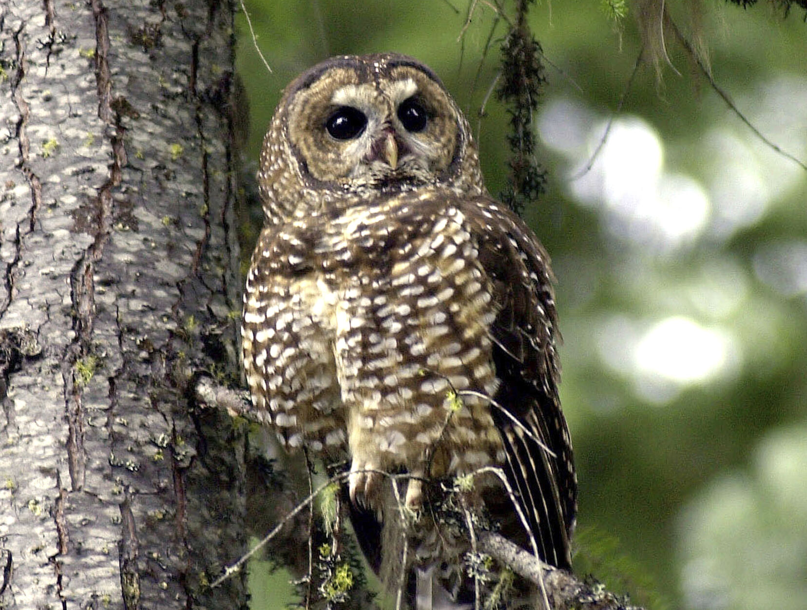 <p>FILE - In this May 8, 2003, file photo, a northern spotted owl sits on a tree branch in the Deschutes National Forest near Camp Sherman, Ore. The U.S. Fish and Wildlife Service plans to reinstate a decades-old regulation that mandates protections for species that are newly classified as threatened. (AP Photo/Don Ryan, File)</p>   PHOTO CREDIT: Don Ryan 