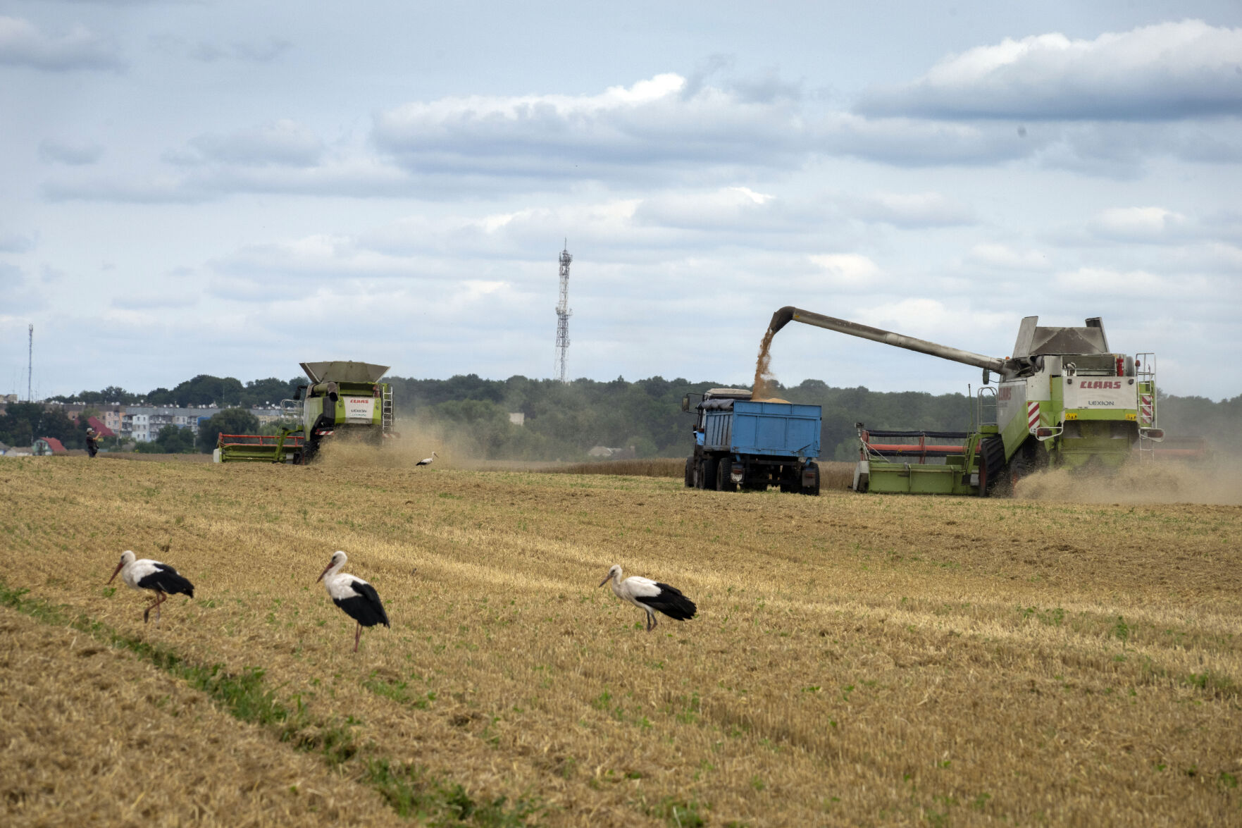 <p>FILE - Storks walk in front of harvesters in a wheat field in the village of Zghurivka, Ukraine, on Aug. 9, 2022. Russia said Monday July 17, 2023 it has halted an unprecedented wartime deal that allows grain to flow from Ukraine to countries in Africa, the Middle East and Asia where hunger is a growing threat and high food prices have pushed more people into poverty. (AP Photo/Efrem Lukatsky, File)</p>   PHOTO CREDIT: Efrem Lukatsky 