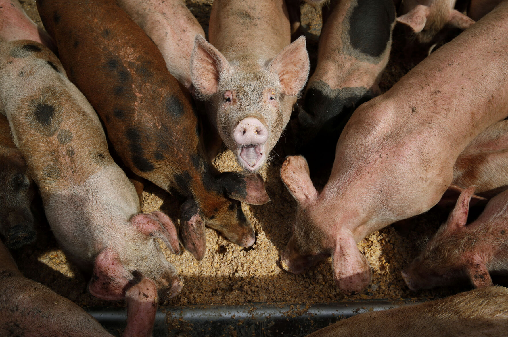 <p>FILE - Pigs eat from a trough at the Las Vegas Livestock pig farm, April 2, 2019, in Las Vegas. On Friday, Sept. 8, 2023, a coalition of civil society groups filed a lawsuit seeking to force the Environmental Protection Agency to strengthen its regulation of large livestock operations that release pollutants into waterways. (AP Photo/John Locher, File)</p>   PHOTO CREDIT: John Locher 