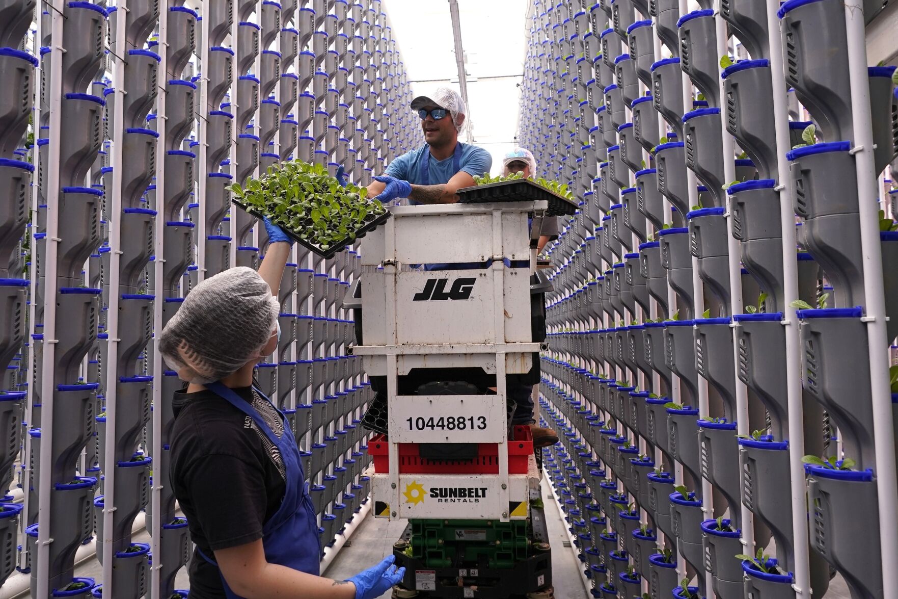 <p>Workers hand off plants during operations at a vertical farm greenhouse in Cleburne, Texas, Aug. 29, 2023. Indoor farming brings growing inside in what experts sometimes call “controlled environment agriculture.” There are different methods; vertical farming involves stacking produce from floor to ceiling, often under artificial lights and with the plants growing in nutrient-enriched water. (AP Photo/LM Otero)</p>   PHOTO CREDIT: LM Otero