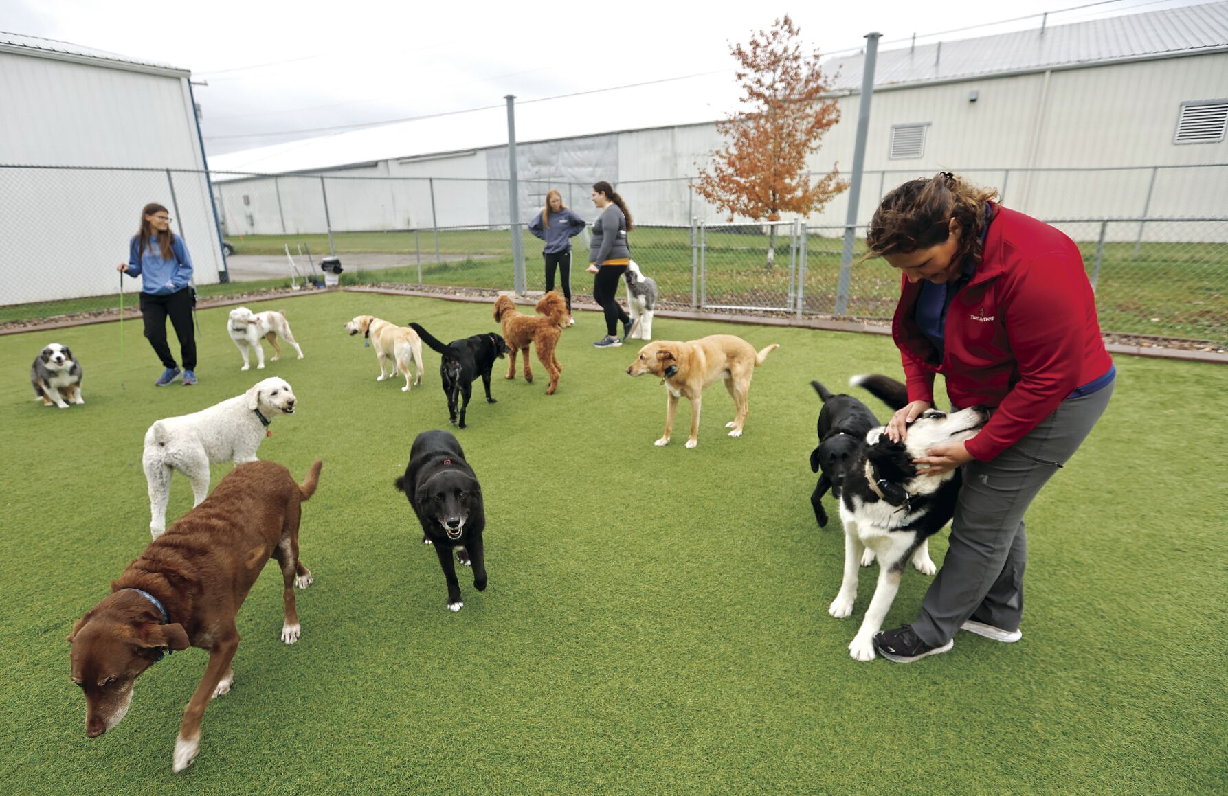 Owner Sherry Moore (right) interacts with dogs at That