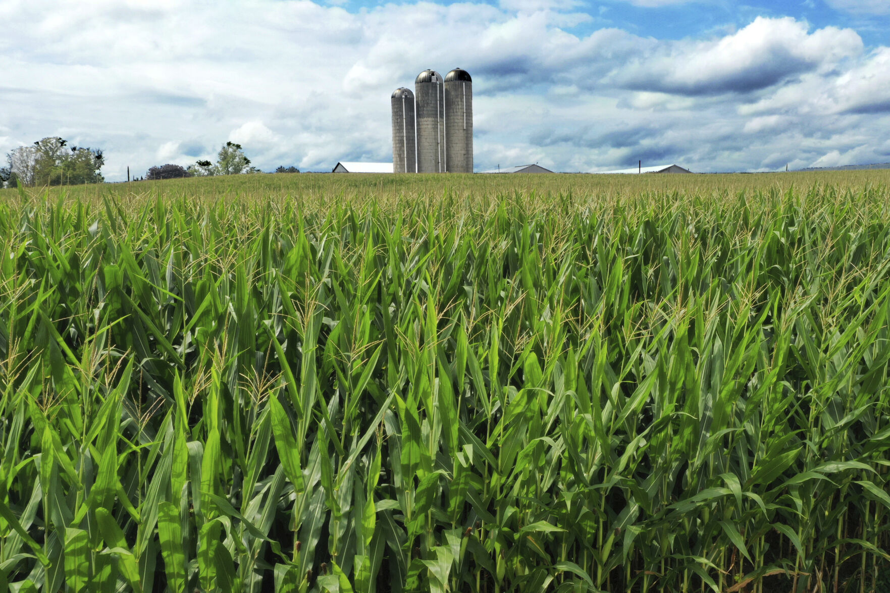 <p>A field of corn is shown in Mill Hill, Pa., on Aug. 29, 2023. On Friday, the Labor Department releases producer prices data for December. (AP Photo/Gene J. Puskar</p>   PHOTO CREDIT: Gene J. Puskar - staff, ASSOCIATED PRESS