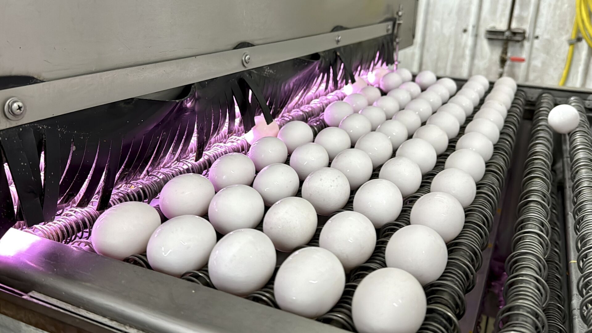 <p>FILE - Eggs are cleaned and disinfected at the Sunrise Farms processing plant in Petaluma, Calif., on Thursday, Jan. 11, 2024, which had seen an outbreak of avian flu. Egg prices are at near-historic highs in many parts of the world as the spring holidays approach, reflecting a market scrambled by disease, high demand and growing costs for farmers. (AP Photo/Terry Chea)</p>   PHOTO CREDIT: Terry Chea 