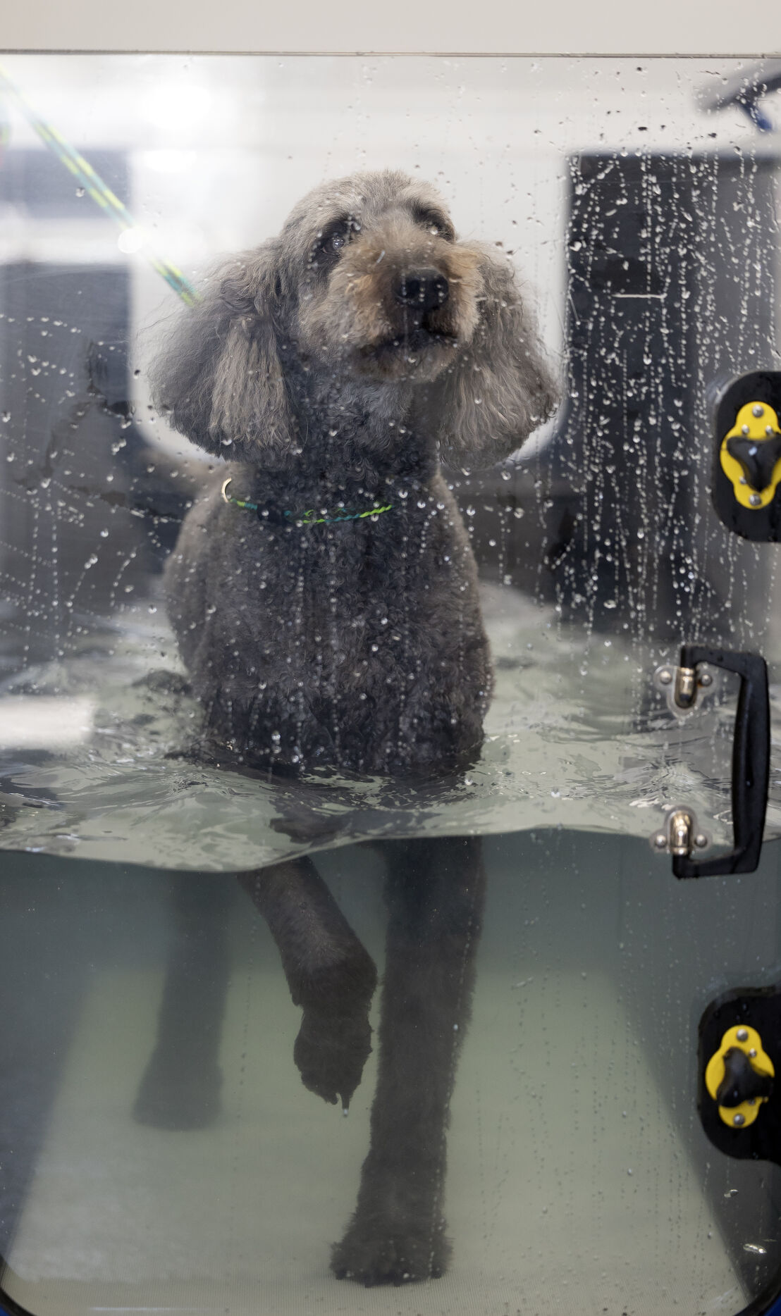 A Labradoodle named Addie walks on an underwater treadmill at GoodLife Integrative Veterinary Care in Dubuque on Friday, April 12, 2024.    PHOTO CREDIT: Stephen Gassman