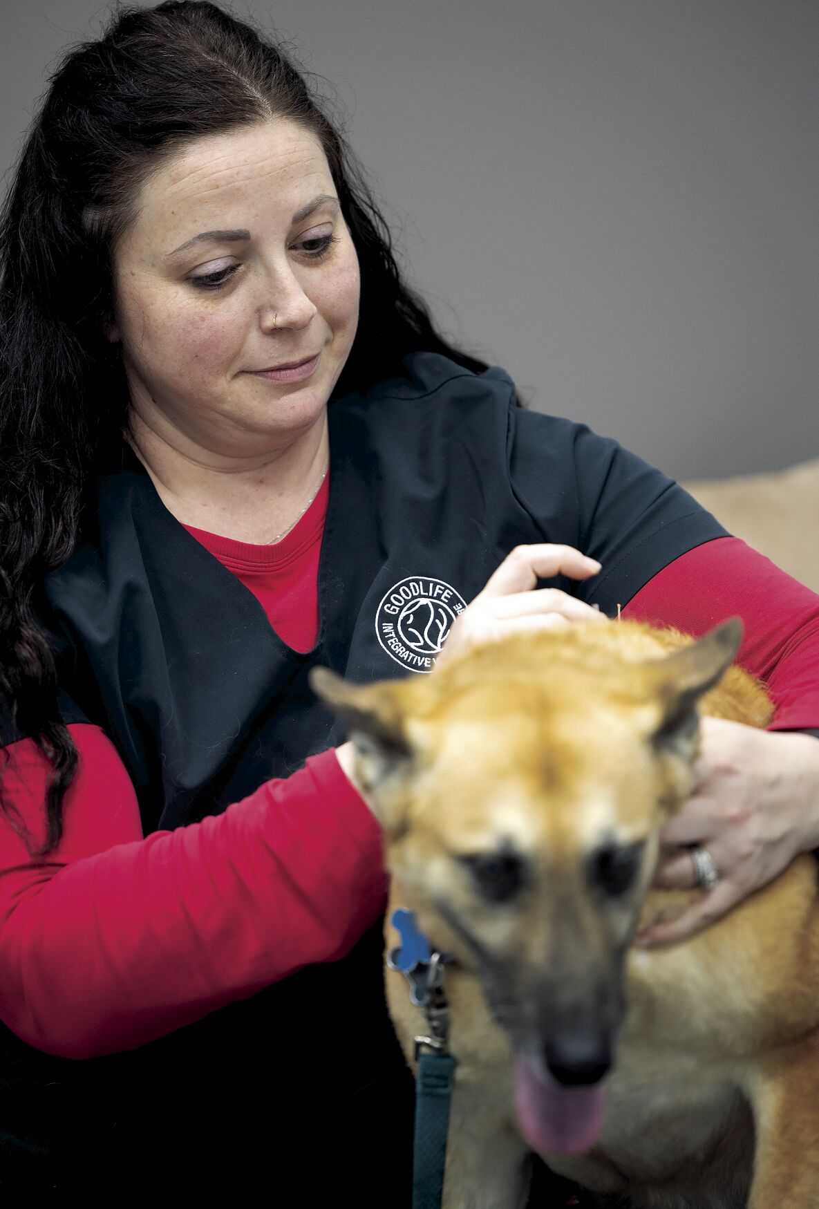 Dr. Katie Merkes performs acupuncture on a dog at GoodLife Integrative Veterinary Care in Dubuque on Friday.    PHOTO CREDIT: Stephen Gassman