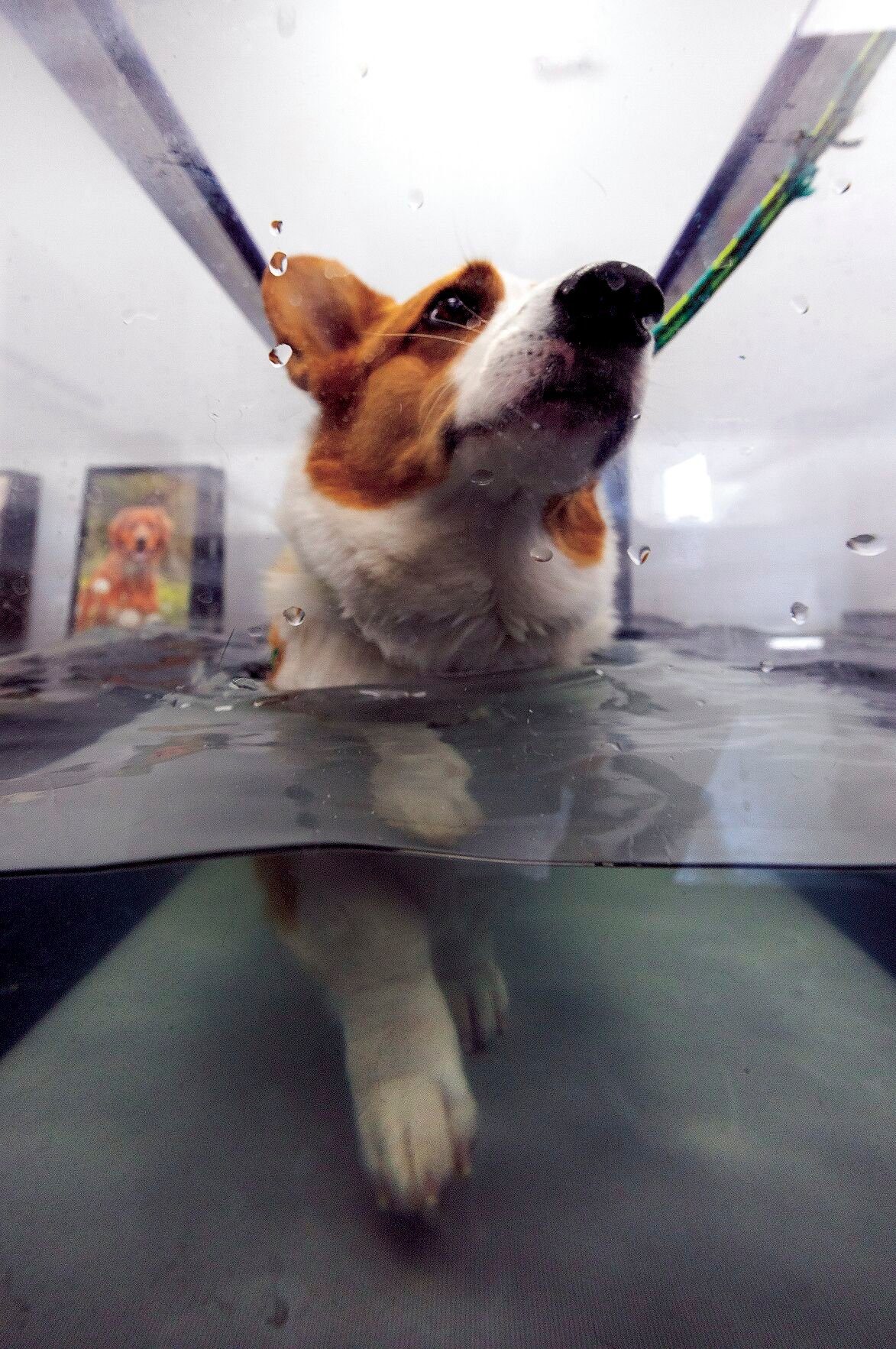 A corgi named Scotty walks on an underwater treadmill at GoodLife Integrative Veterinary Care in Dubuque on Friday.    PHOTO CREDIT: Stephen Gassman