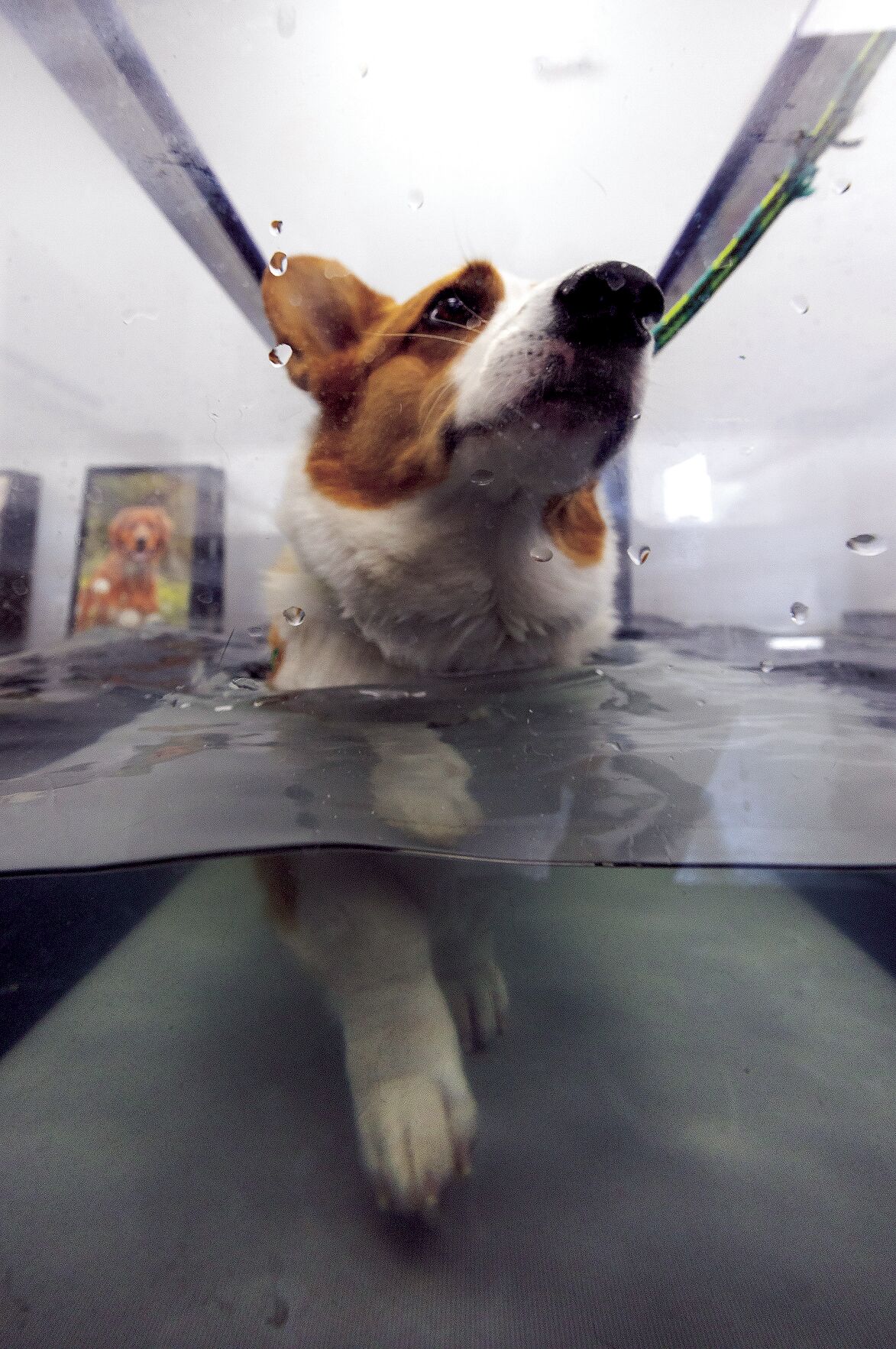 A corgi named Scotty walks on an underwater treadmill at GoodLife Integrative Veterinary Care in Dubuque on Friday.    PHOTO CREDIT: Stephen Gassman