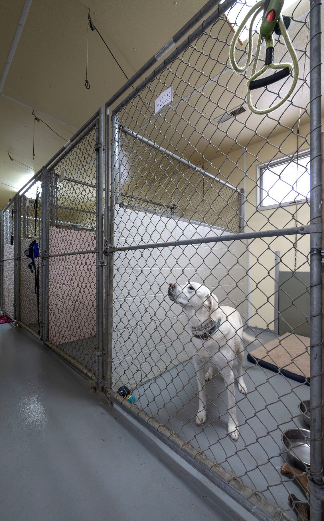 The indoor side of the dog kennels at Mississippi Ridge Kennel near Bellevue, Iowa.    PHOTO CREDIT: Stephen Gassman