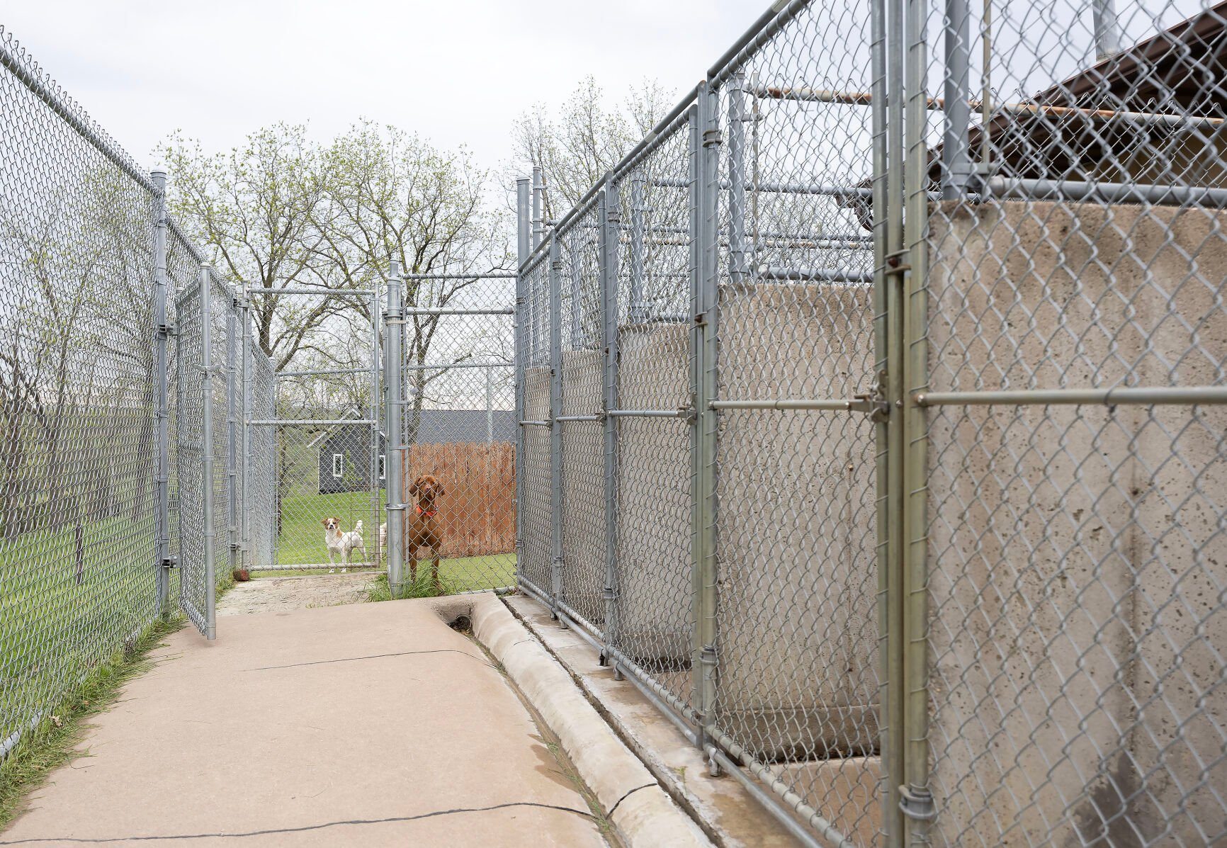 The outdoor side of the dog kennels at Mississippi Ridge Kennel near Bellevue, Iowa.    PHOTO CREDIT: Stephen Gassman