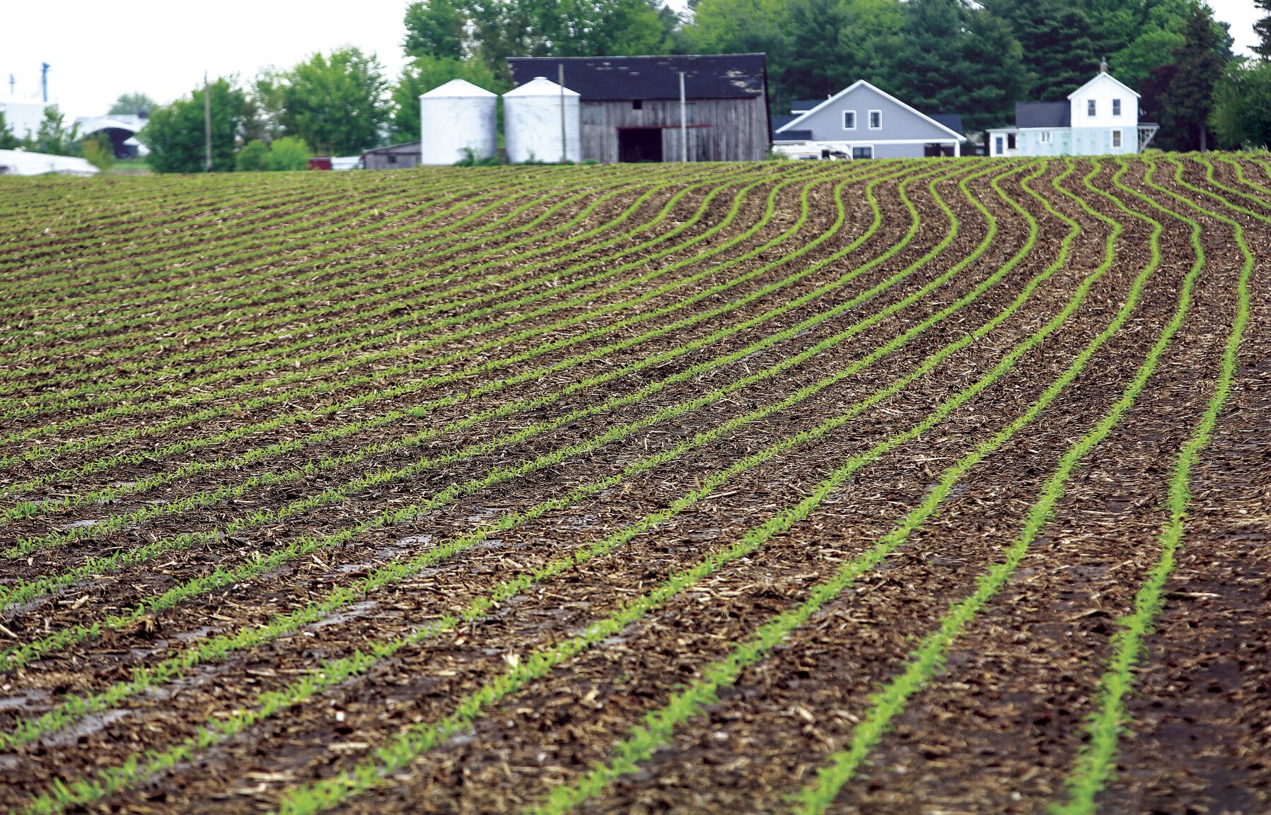 Rows of corn begin to emerge from the soil west of Cuba City, Wis., on Monday.    PHOTO CREDIT: Dave Kettering