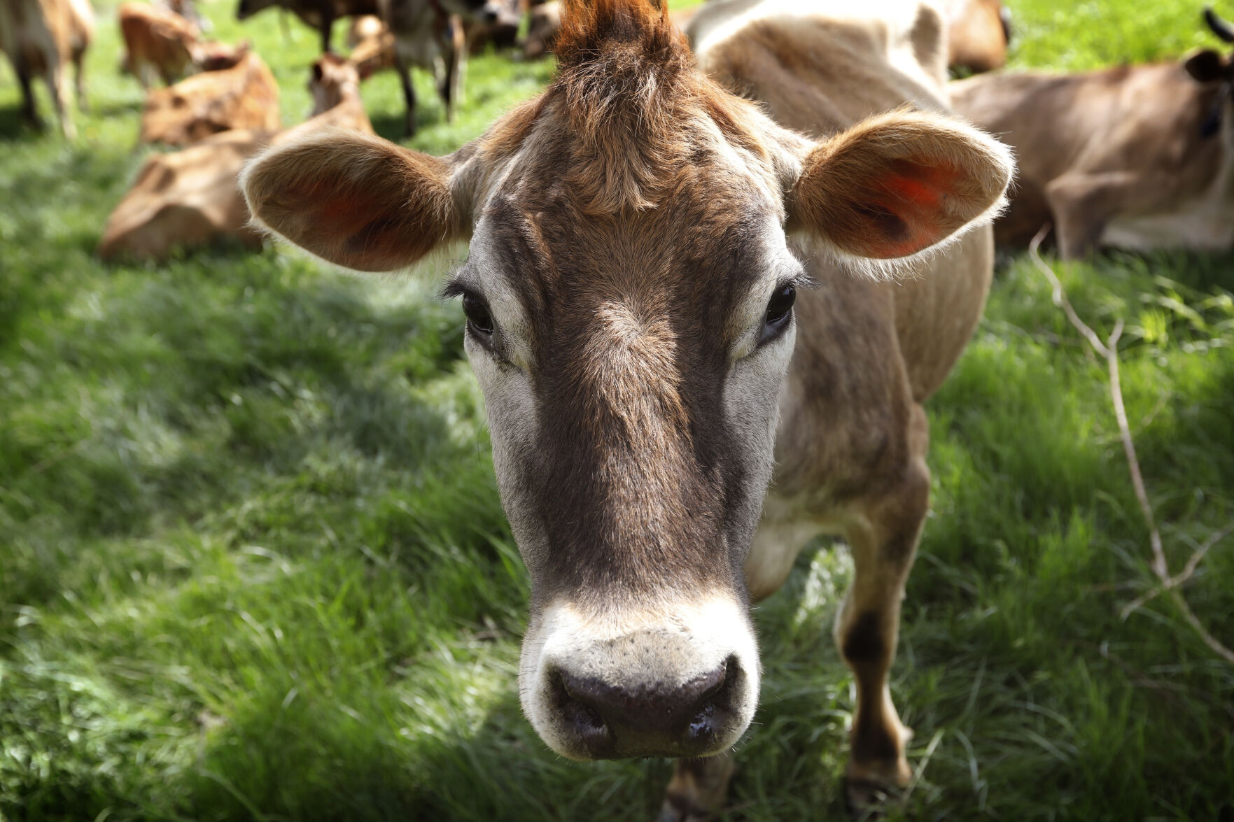 <p>FILE - A Jersey cow feeds in a field in Iowa, May 8, 2018. (AP Photo/Charlie Neibergall, File)</p>   PHOTO CREDIT: Charlie Neibergall