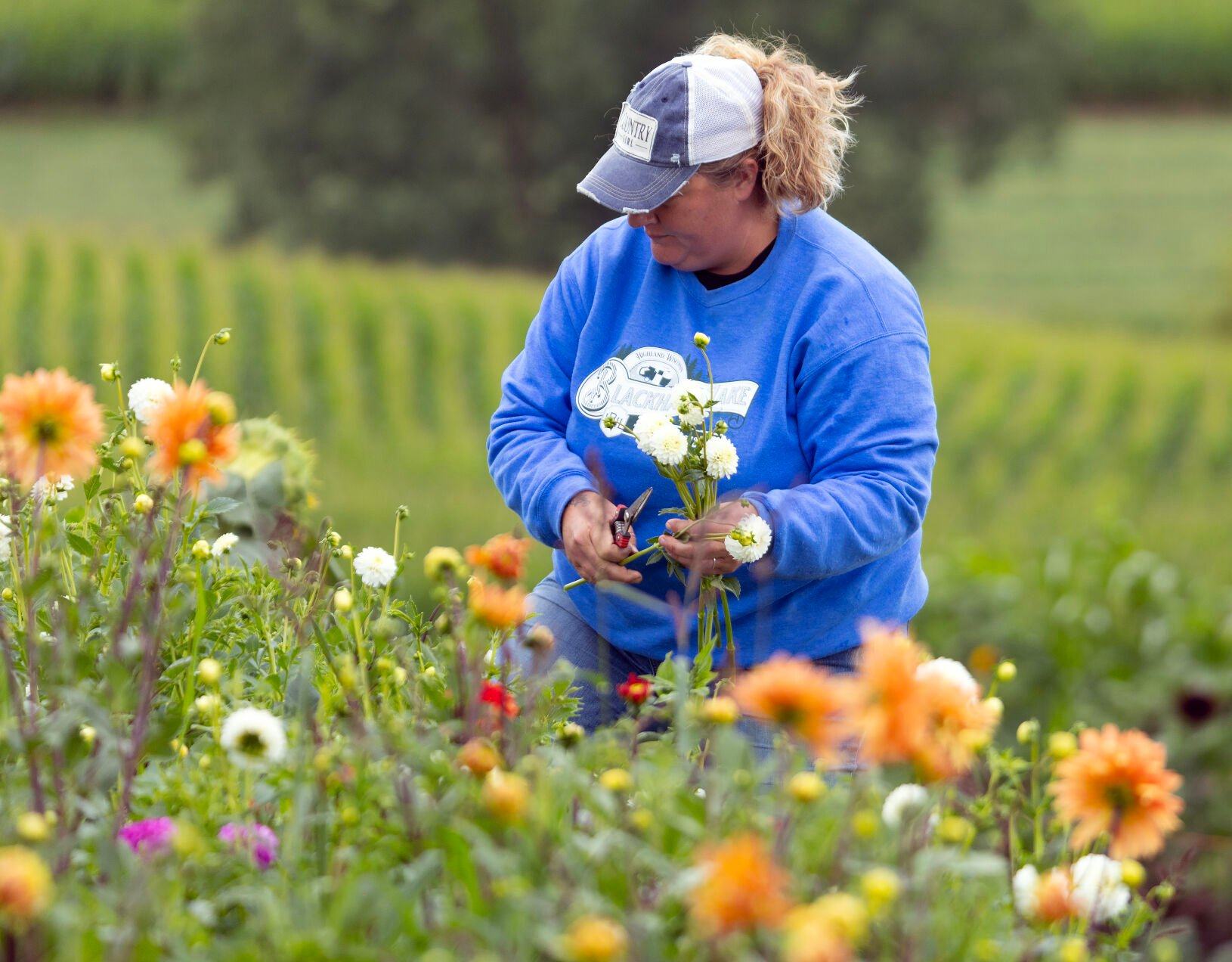 Sally Rech cuts dahlias at Rech Family Gardens in Lancaster, Wis.    PHOTO CREDIT: Gassman