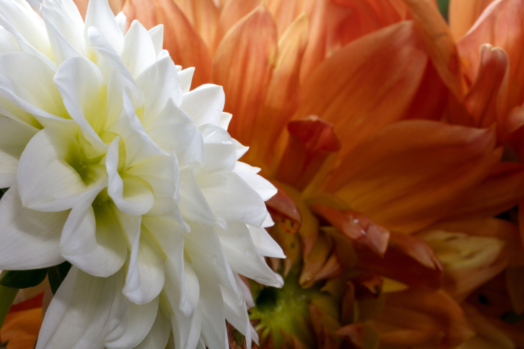 Fresh-cut dahlias at Rech Family Gardens in Lancaster, Wis.    PHOTO CREDIT: Gassman