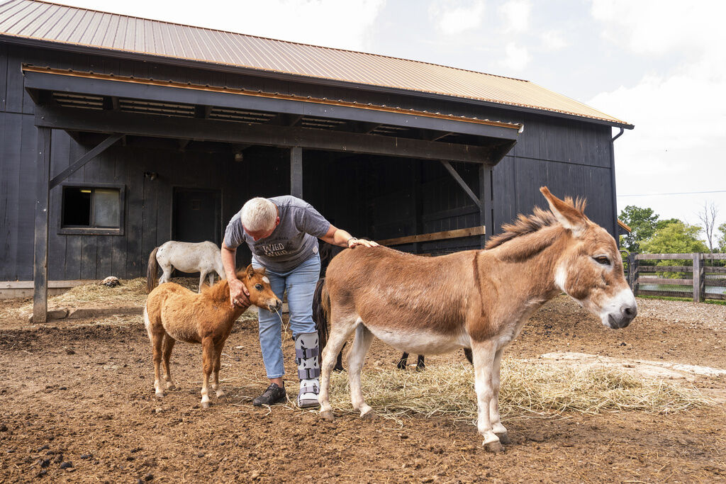 Lisa Moad, owner of Seven Oaks Farm, pets her miniature horse and miniature donkey in Hamilton, Ohio. Americans are showing more interest in owning miniature cows, miniature goats, miniature donkeys and other diminutive farm animals.     PHOTO CREDIT: Emilee Chinn