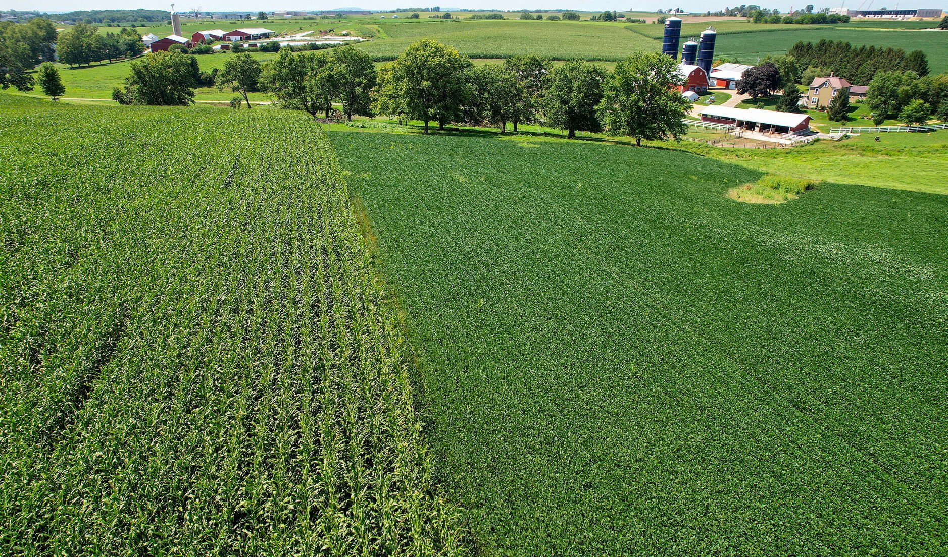 Corn and soybean crop in rural Kieler, Wis., on Friday.    PHOTO CREDIT: Dave Kettering