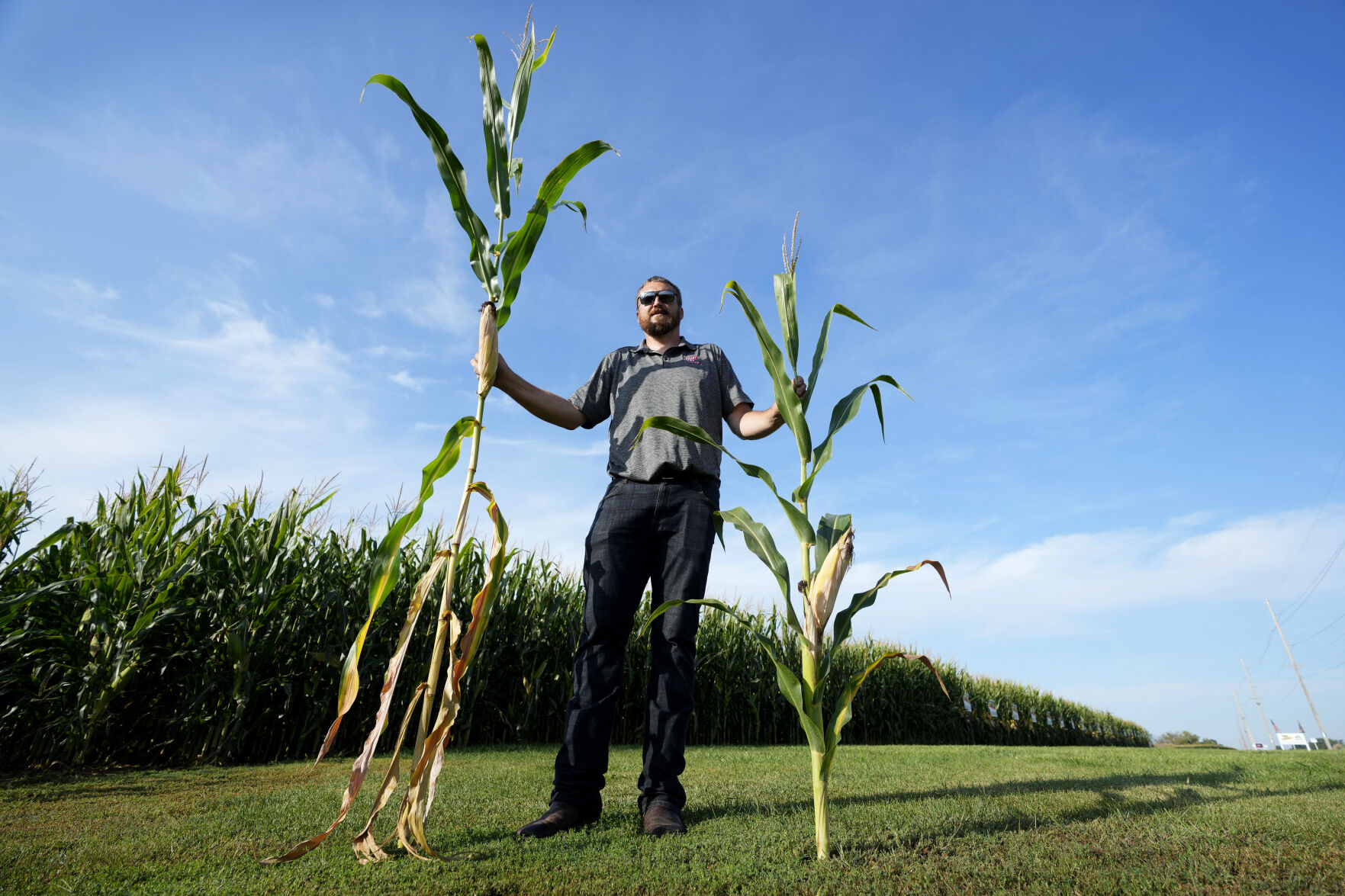 <p>Cameron Sorgenfrey holds a tall corn stalk next to a short corn stalk along one of his fields, Monday, Sept. 16, 2024, in Wyoming, Iowa. (AP Photo/Charlie Neibergall)</p>   PHOTO CREDIT: Charlie Neibergall 