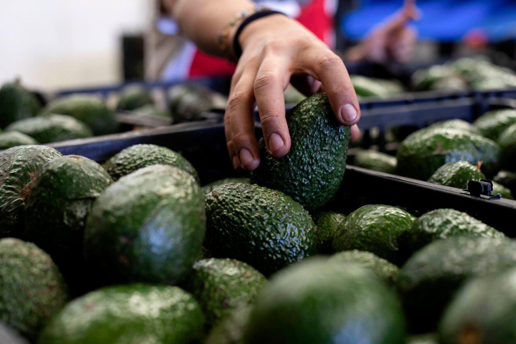 <p>FILE - A worker packs avocados at a plant in Uruapan, Michoacan state, Mexico, Feb. 9, 2024. (AP Photo/Armando Solis, File)</p>   PHOTO CREDIT: Armando Solis 