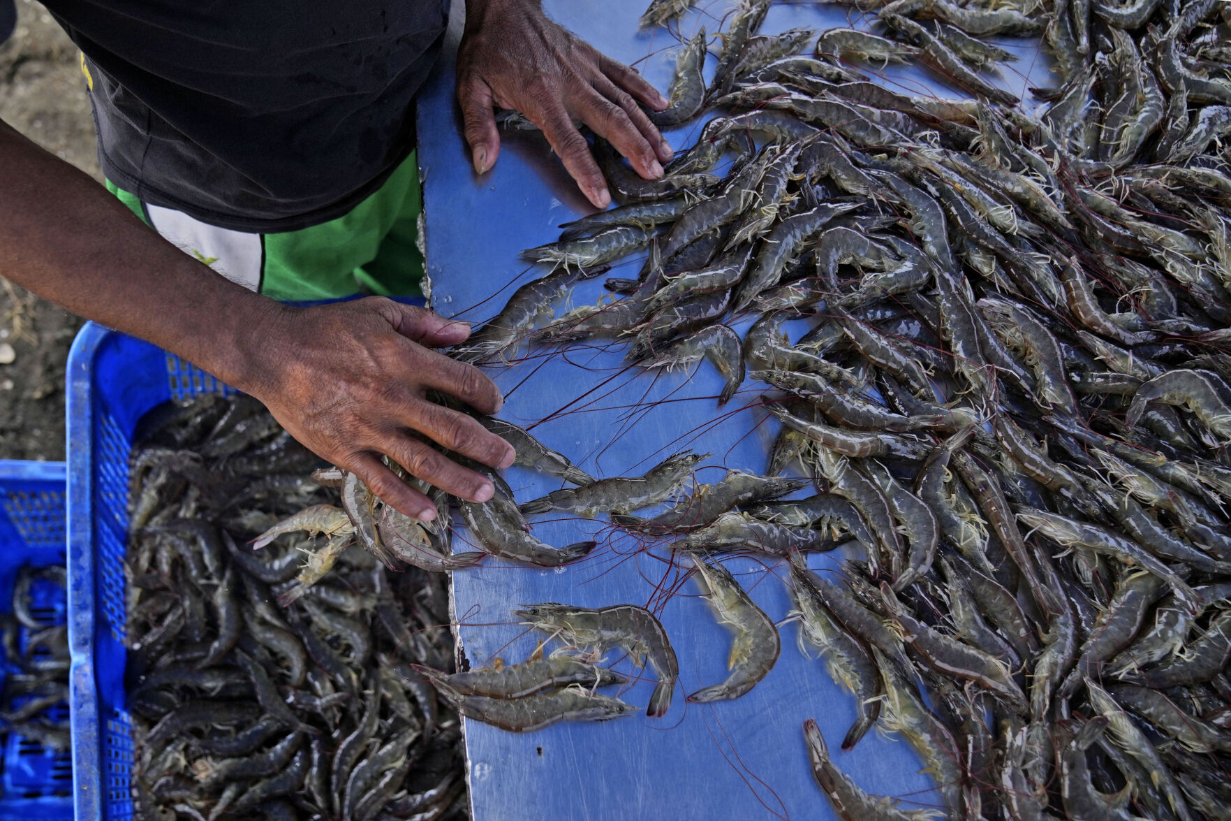 <p>A worker sorts shrimps at a farm in Kebumen, Centra Java, Indonesia, Tuesday, Sept. 24, 2024. (AP Photo/Dita Alangkara)</p>   PHOTO CREDIT: Dita Alangkara 