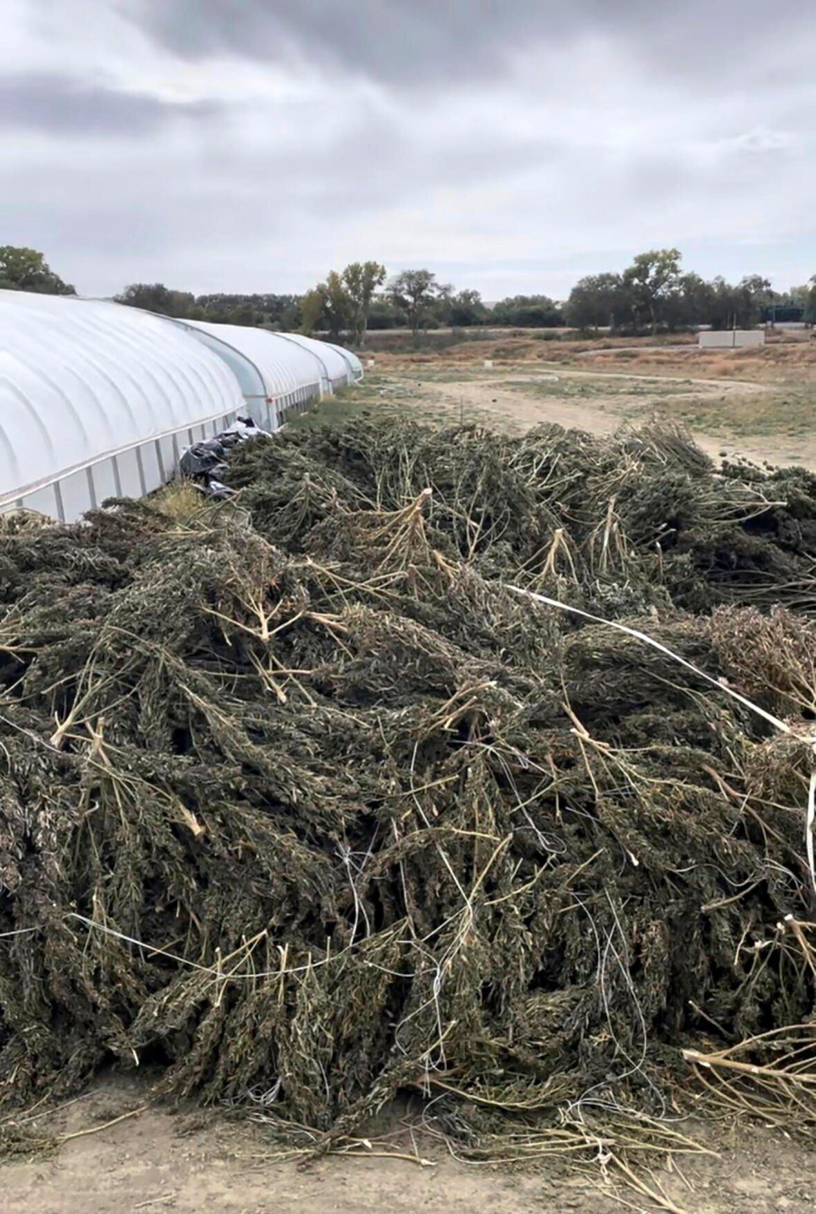 <p>This undated image provided by the New Mexico State Police shows marijuana plants that were removed from a growing operation in Waterflow, N.M., after the state Cannabis Control Division ordered a company to cease production. (New Mexico State Police via AP)</p>   PHOTO CREDIT: Uncredited - hogp, ASSOCIATED PRESS