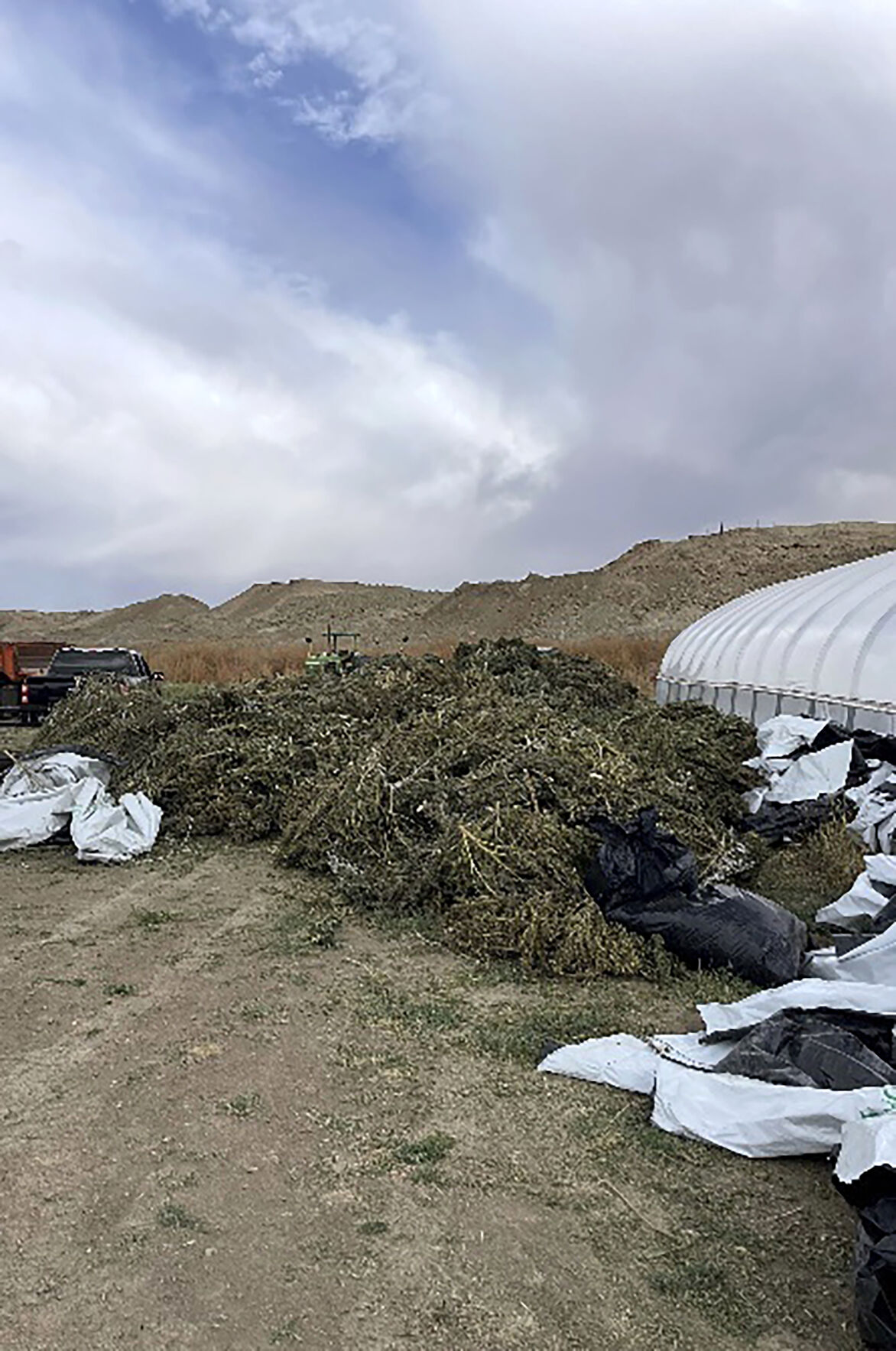 <p>This undated image provided by the New Mexico State Police shows marijuana plants that were removed from a growing operation in Waterflow, N.M., after the state Cannabis Control Division ordered a company to cease production. (New Mexico State Police via AP)</p>   PHOTO CREDIT: Uncredited - hogp, ASSOCIATED PRESS