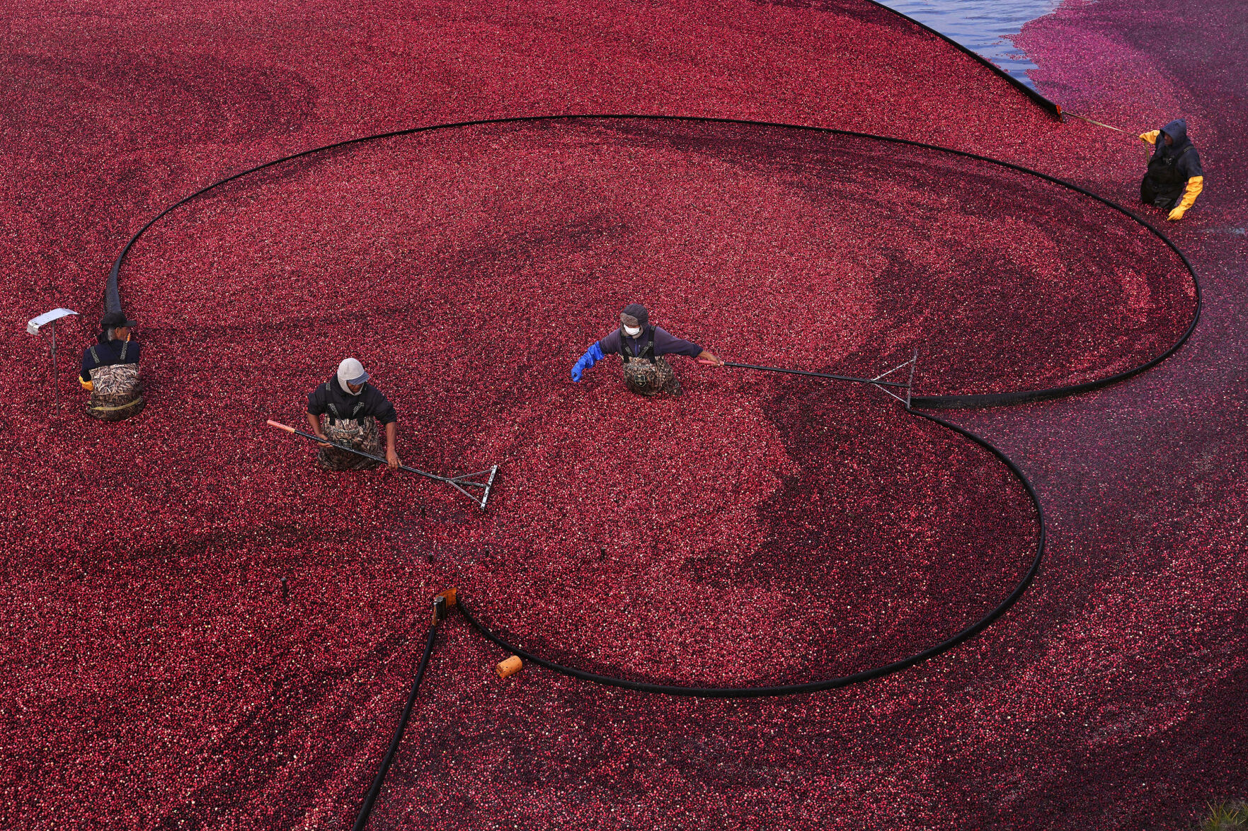 <p>FILE - Workers position floating booms while wet harvesting cranberries at Rocky Meadow Bog, Nov. 1, 2024, in Middleborough, Mass. (AP Photo/Charles Krupa, File)</p>   PHOTO CREDIT: Charles Krupa 