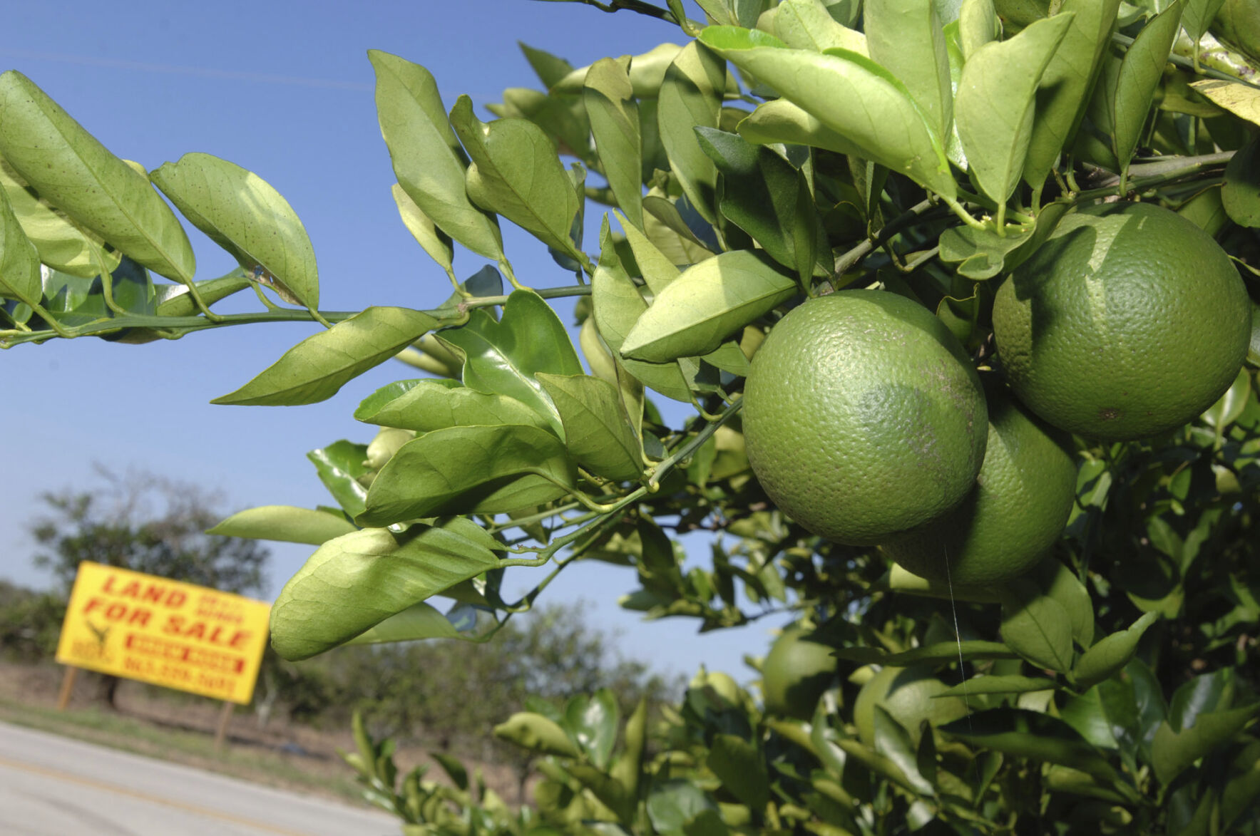 <p>FILE - A "For Sale" sign sits among an acreage of orange trees in Bartow, Fla., Oct. 12, 2007. (AP Photo/Phelan M. Ebenhack, File)</p>   PHOTO CREDIT: Phelan M. Ebenhack - stringer, ASSOCIATED PRESS