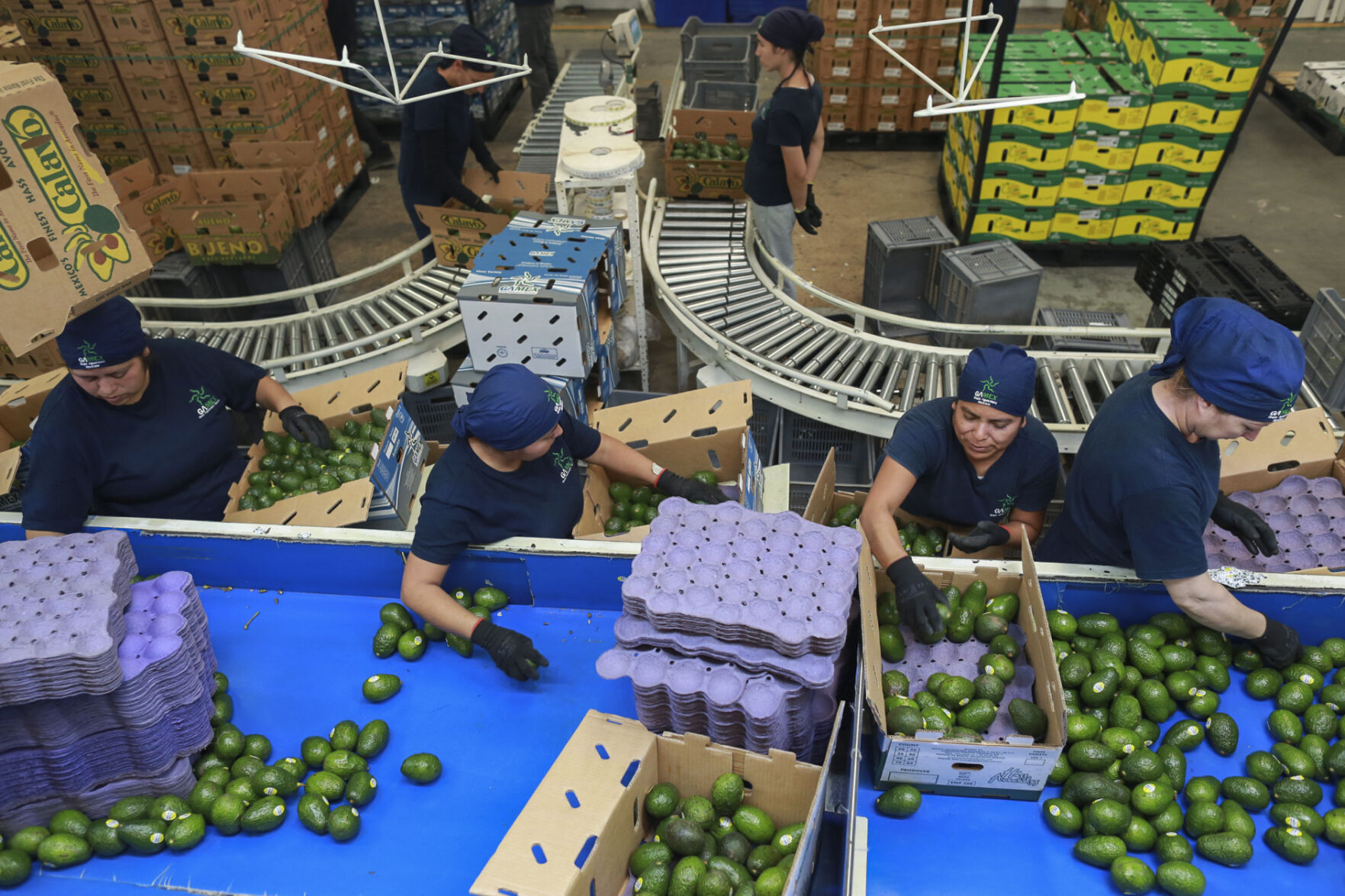 <p>Workers sort avocados at a packing plant in Uruapan, Mexico Wednesday, Nov. 27, 2024. (AP Photo/Armando Solis)</p>   PHOTO CREDIT: Armando Solis - staff, ASSOCIATED PRESS