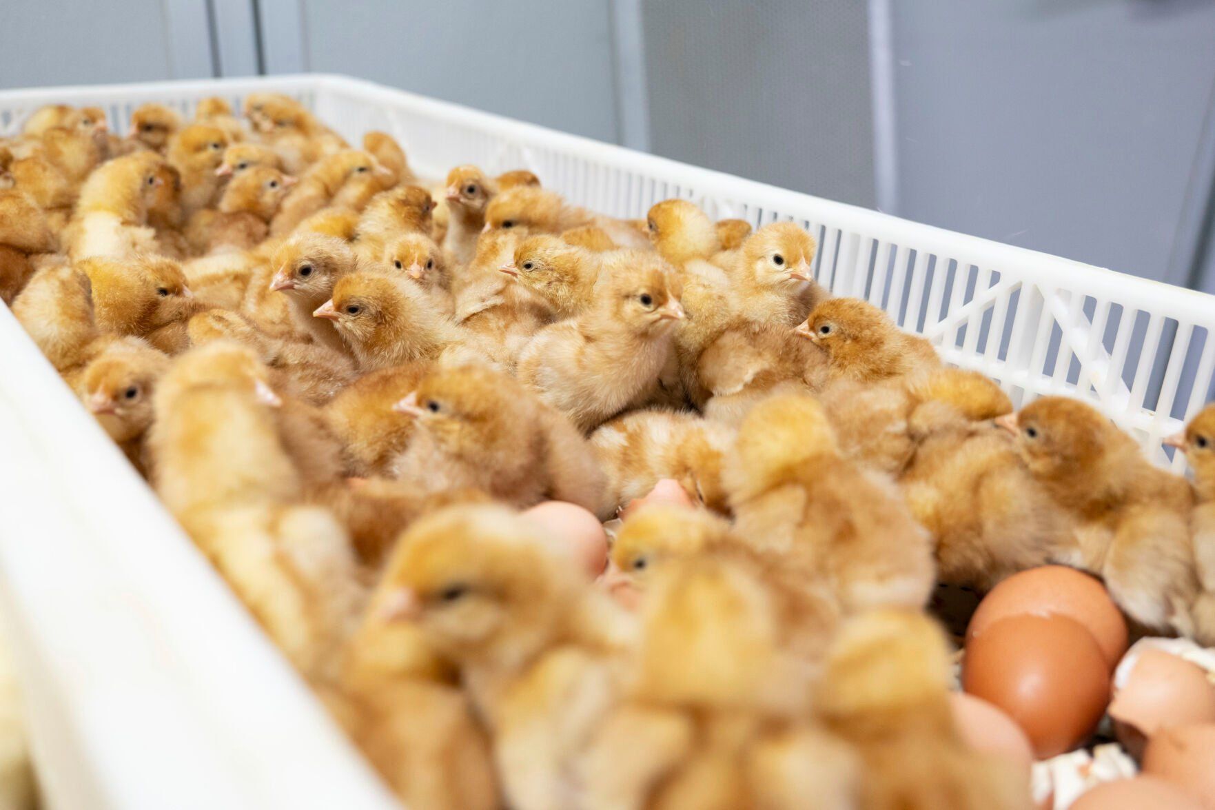 <p>Newly hatched chicks are seen after being sorted in a machine that provides a new technique to enable hatcheries to peek into millions of fertilized eggs and spot male embryos, then grind them up for other uses before they mature into chicks, in Wilton, Iowa, Dec. 10, 2024. This is an alternative to the longstanding practice of chick culling when male chicks are killed because they have little monetary value since they do not lay eggs. (Courtesy Tony Reidsma via AP)</p>   PHOTO CREDIT: Tony Reidsma 