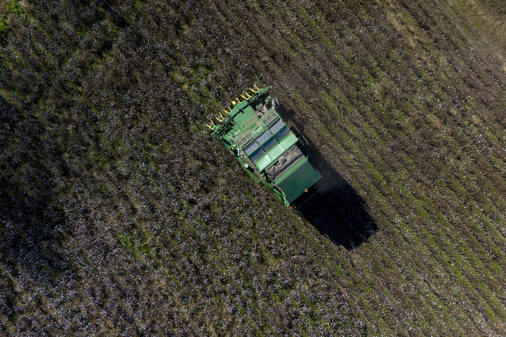 <p>A cotton picker works in a field of cotton, Friday, Dec. 6, 2024, near Lyons, Ga. (AP Photo/Mike Stewart)</p>   PHOTO CREDIT: Mike Stewart - staff, ASSOCIATED PRESS