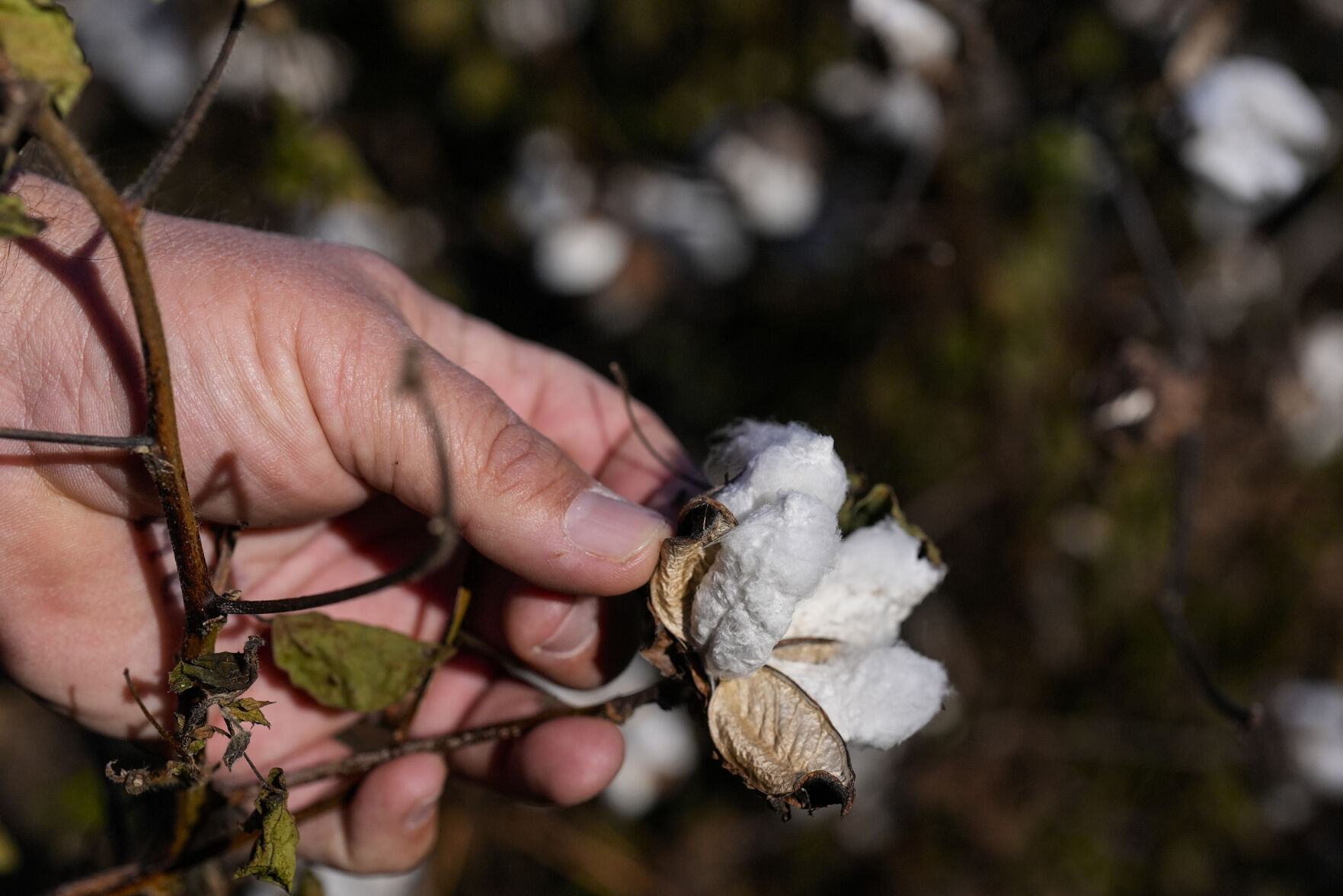 <p>Farmer Chris Hopkins observes cotton bolls before being harvested in a field he owns, Friday, Dec. 6, 2024, near Lyons, Ga. (AP Photo/Mike Stewart)</p>   PHOTO CREDIT: Mike Stewart - staff, ASSOCIATED PRESS