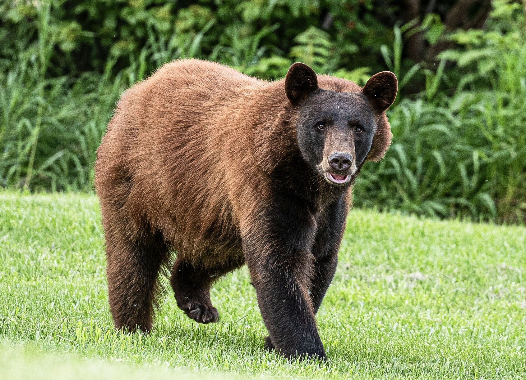 A black bear with a “unique brown color phase” traveled south near Guttenberg, Iowa, on June 7. The bear later entered Dubuque.    PHOTO CREDIT: Lisa Hinzman, Contributed